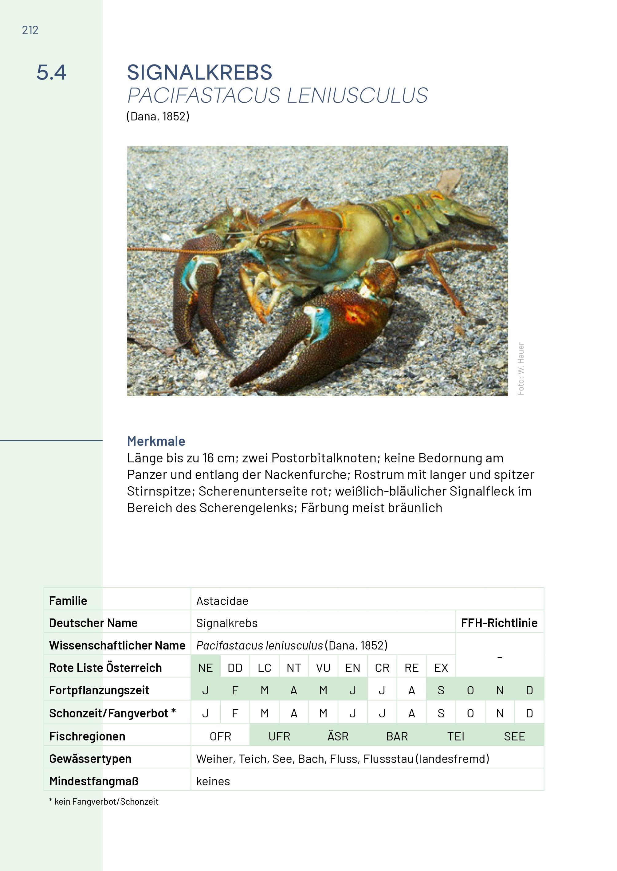 Beispielinhalt (Bild) Neunaugen, Fische, Flusskrebse und Großmuscheln in Salzburg