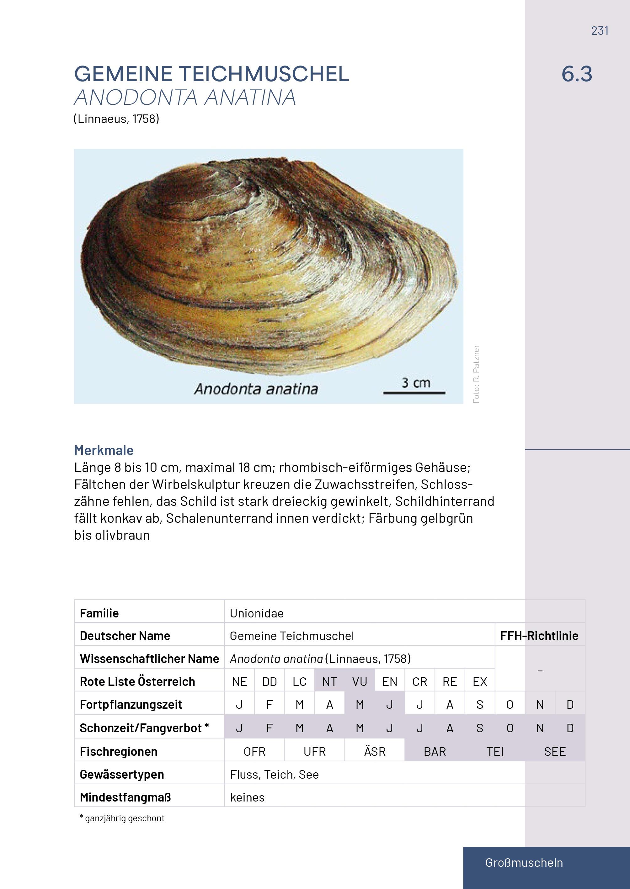 Beispielinhalt (Bild) Neunaugen, Fische, Flusskrebse und Großmuscheln in Salzburg