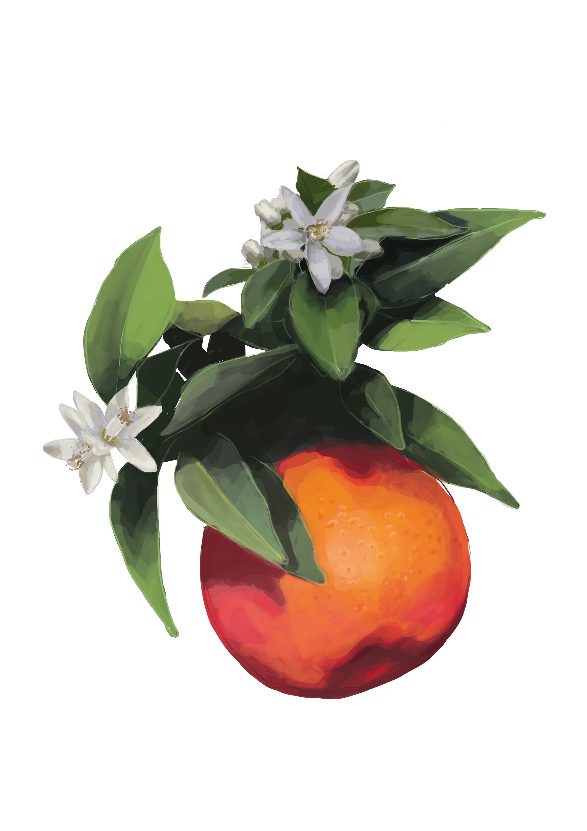 Beispielinhalt (Bild) 50 Wiener Pflanzen und ihre Geschichte