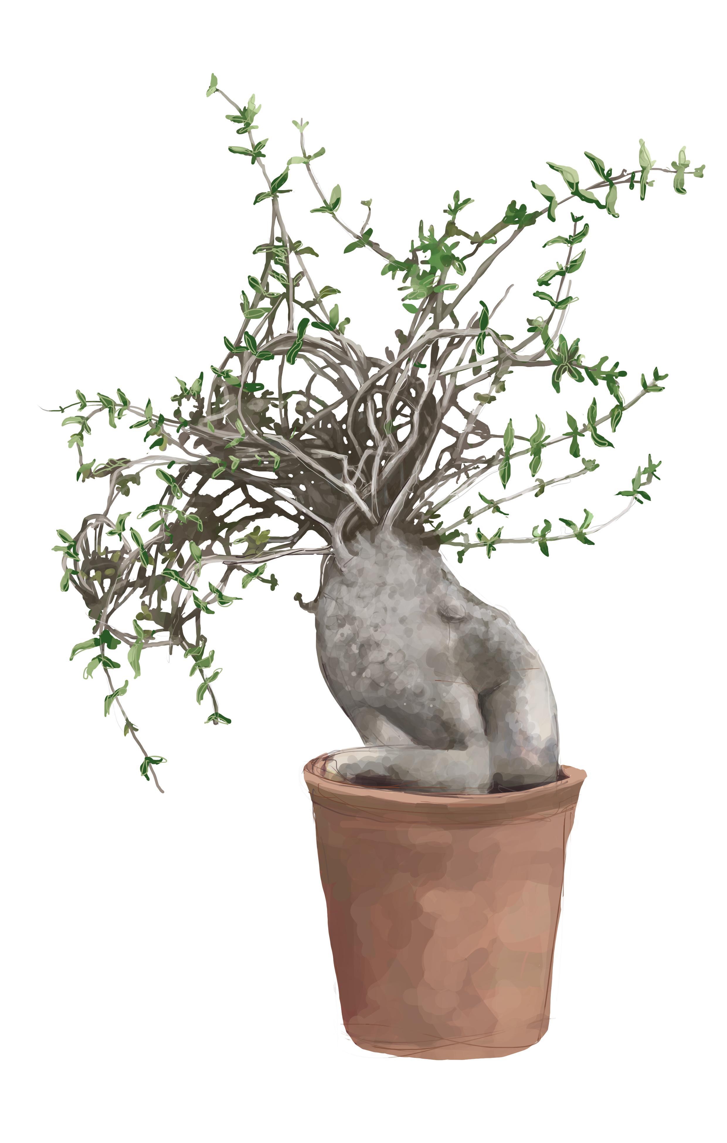 Beispielinhalt (Bild) 50 Wiener Pflanzen und ihre Geschichte