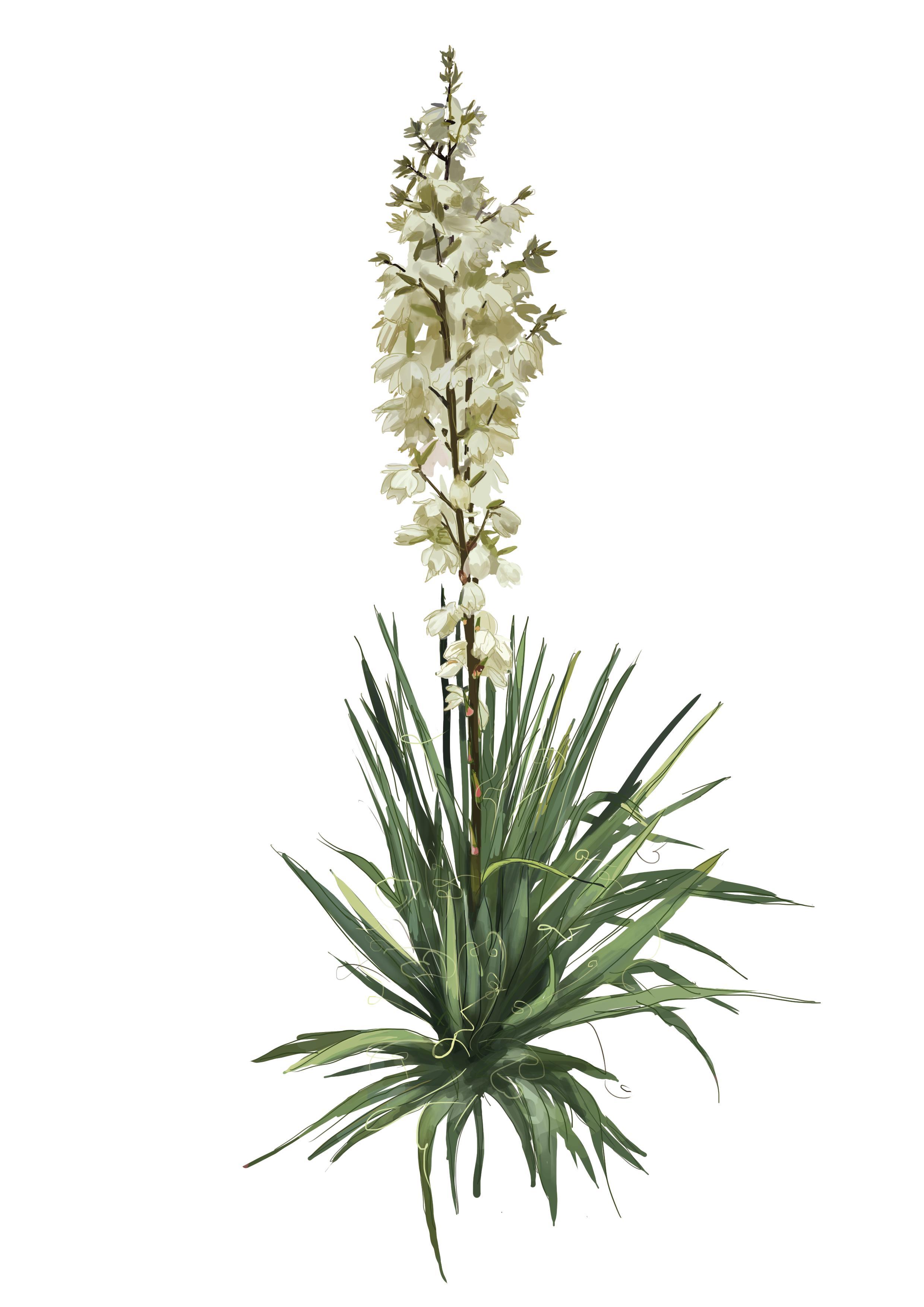 Beispielinhalt (Bild) 50 Wiener Pflanzen und ihre Geschichte