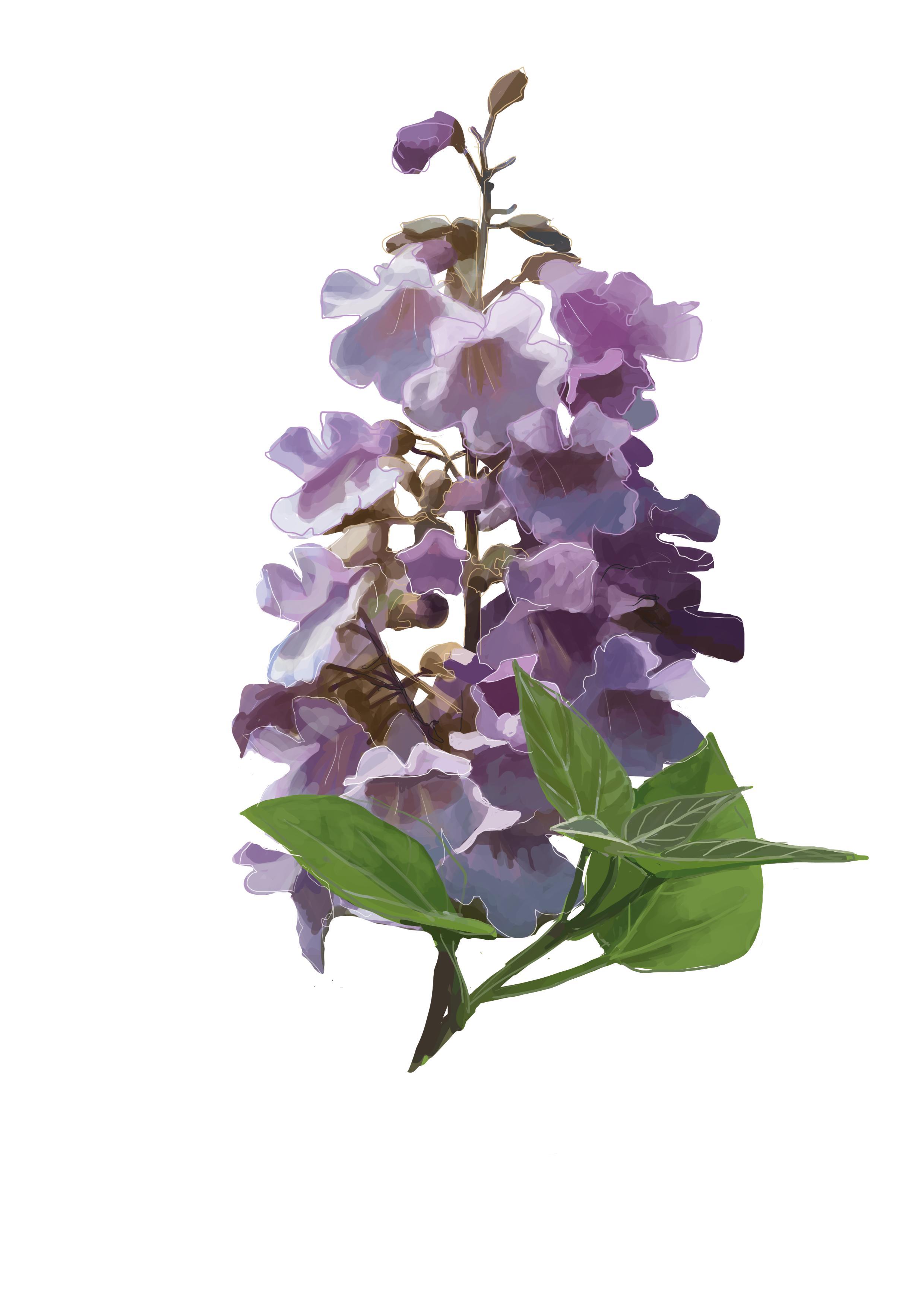 Beispielinhalt (Bild) 50 Wiener Pflanzen und ihre Geschichte