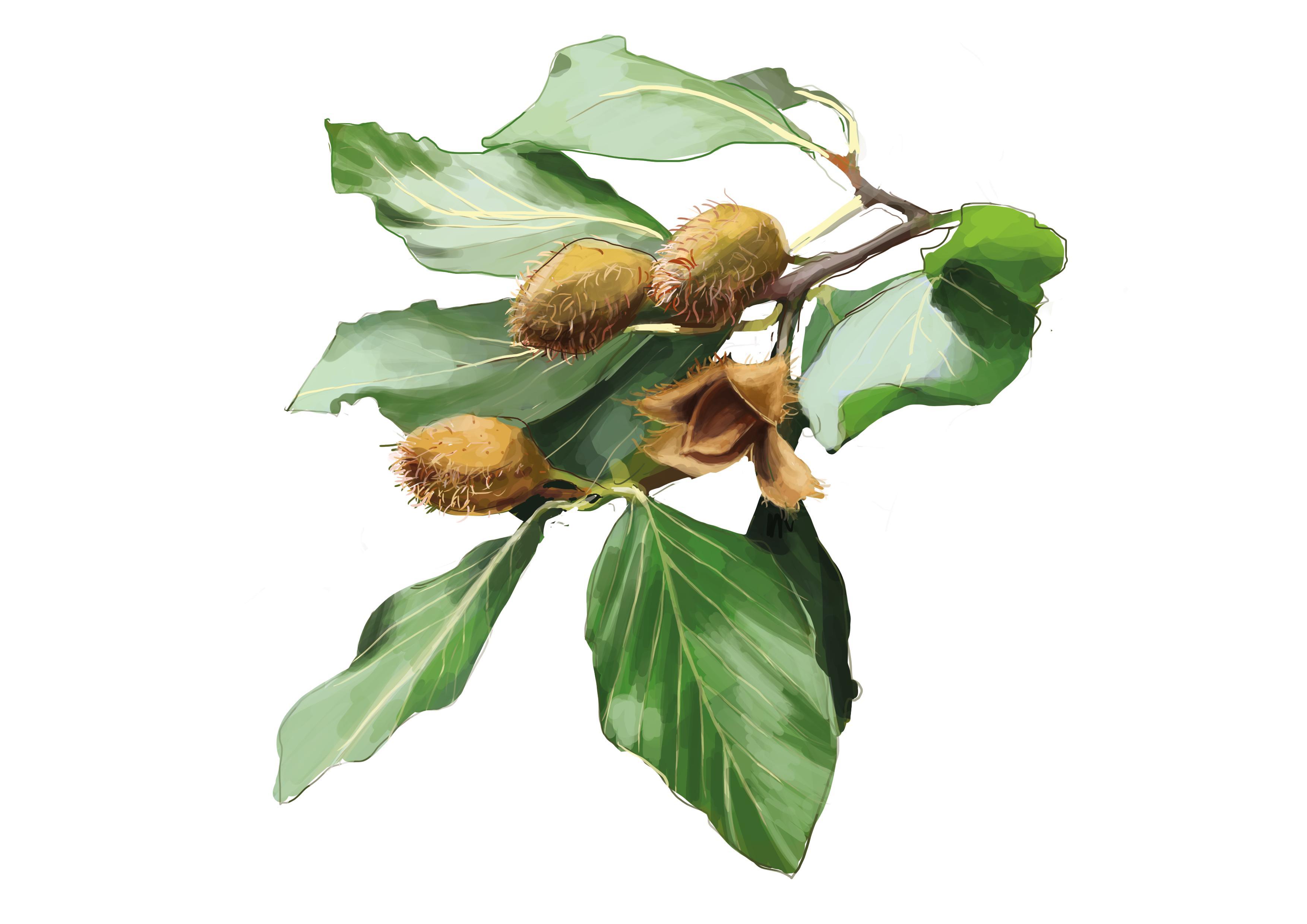 Beispielinhalt (Bild) 50 Wiener Pflanzen und ihre Geschichte