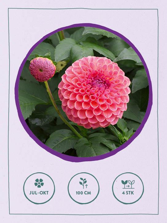 Beispielinhalt (Bild) Kartenset: Keine Zeit zu gärtnern - 64 Karten - Einfach und schnell zum Blumengarten