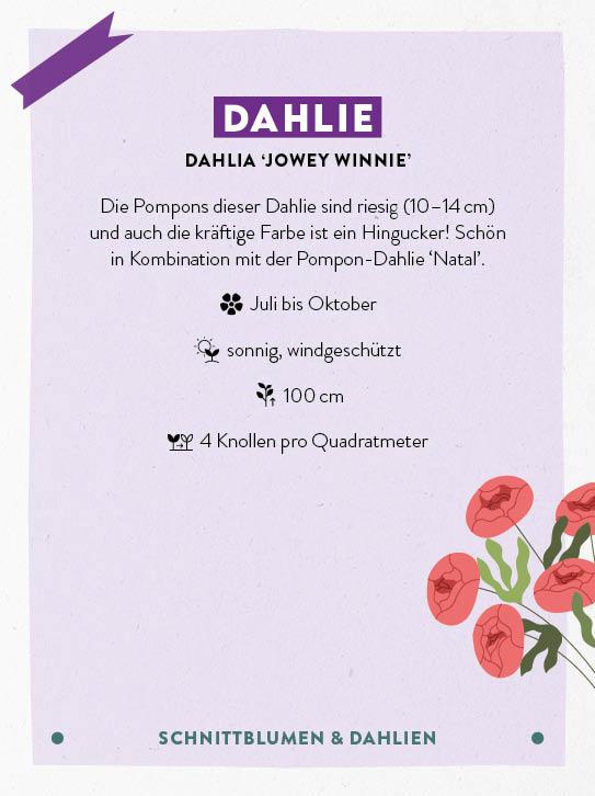 Beispielinhalt (Bild) Kartenset: Keine Zeit zu gärtnern - 64 Karten - Einfach und schnell zum Blumengarten