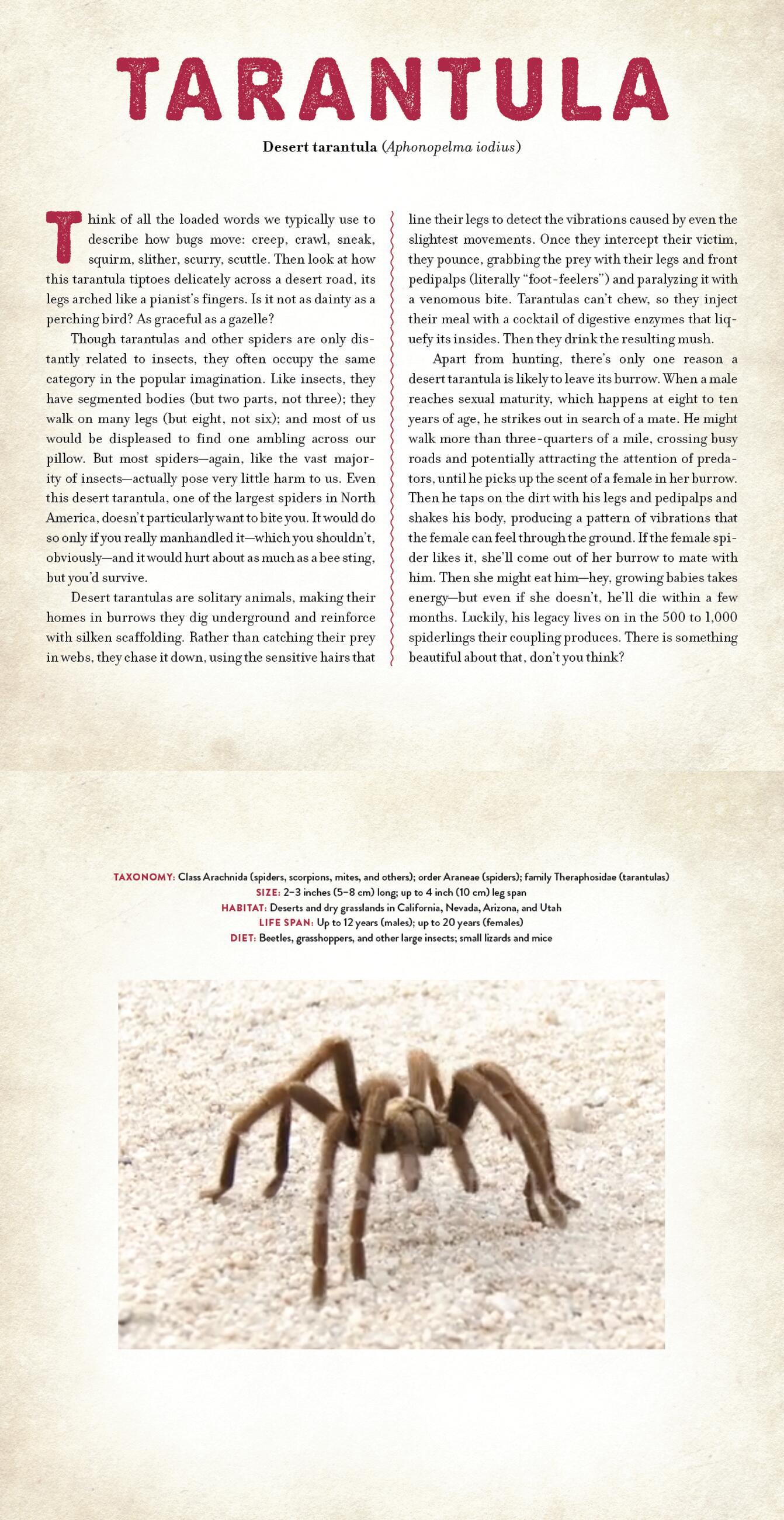 Beispielinhalt (Bild) Bugs