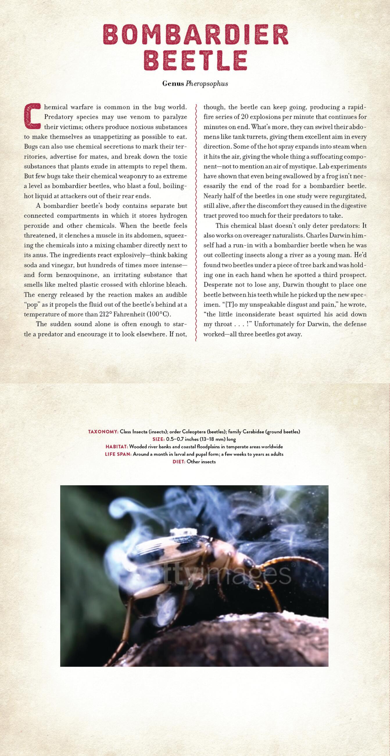 Beispielinhalt (Bild) Bugs