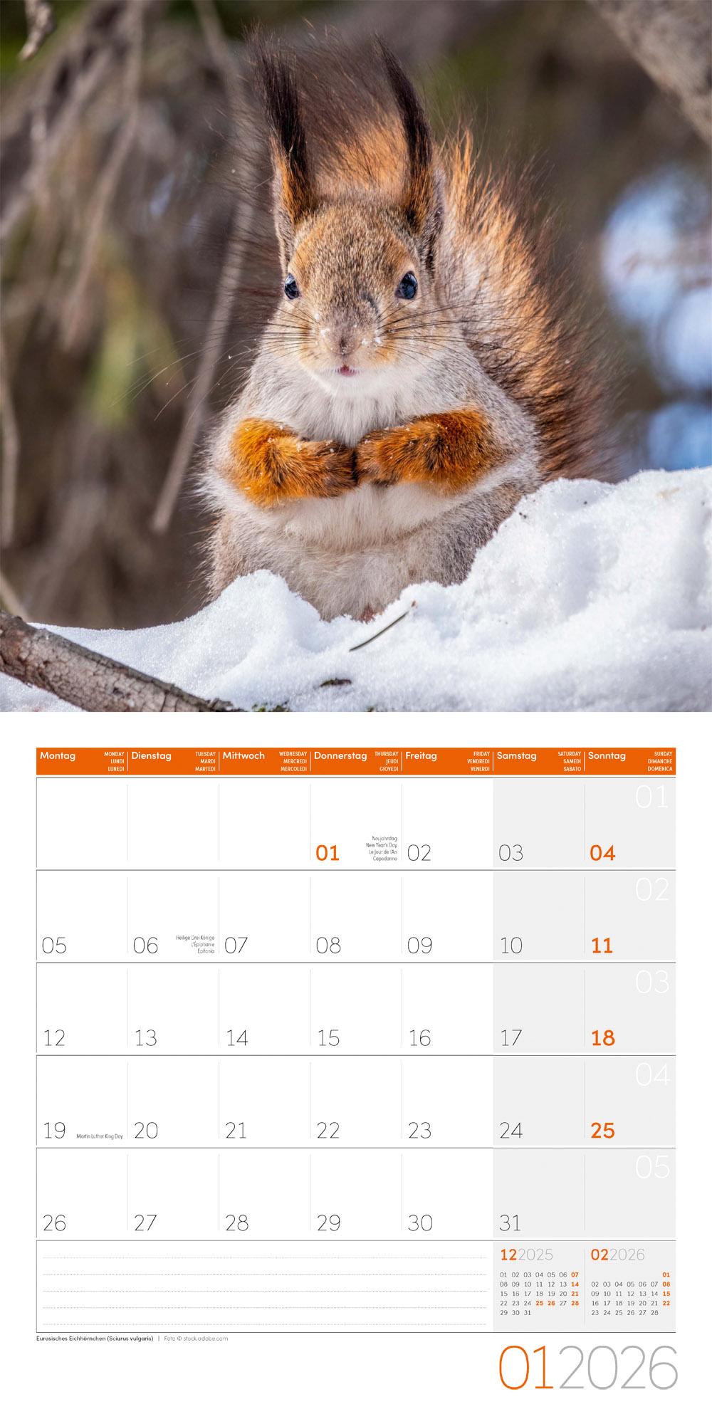 Beispielinhalt (Bild) Heimische Wildtiere Broschürenkalender 2026 - 30x30 - Art12