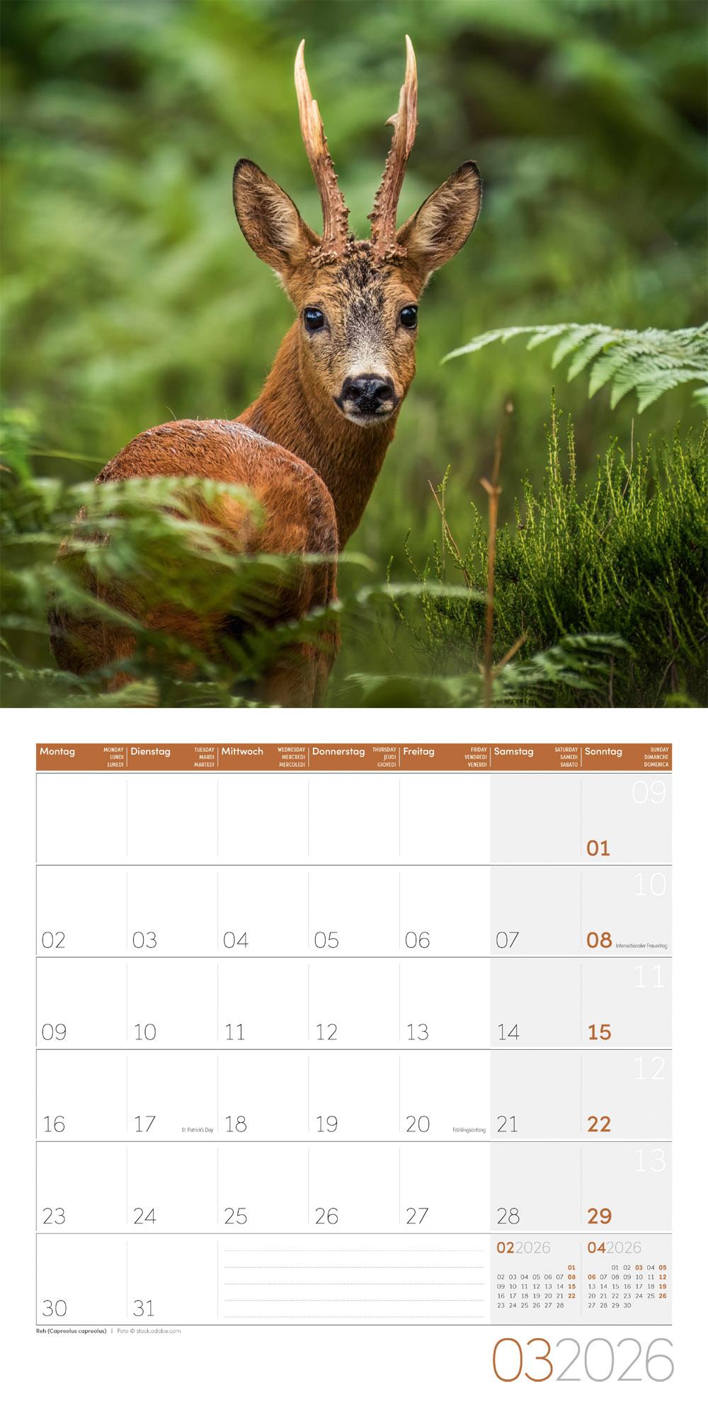 Beispielinhalt (Bild) Heimische Wildtiere Broschürenkalender 2026 - 30x30 - Art12