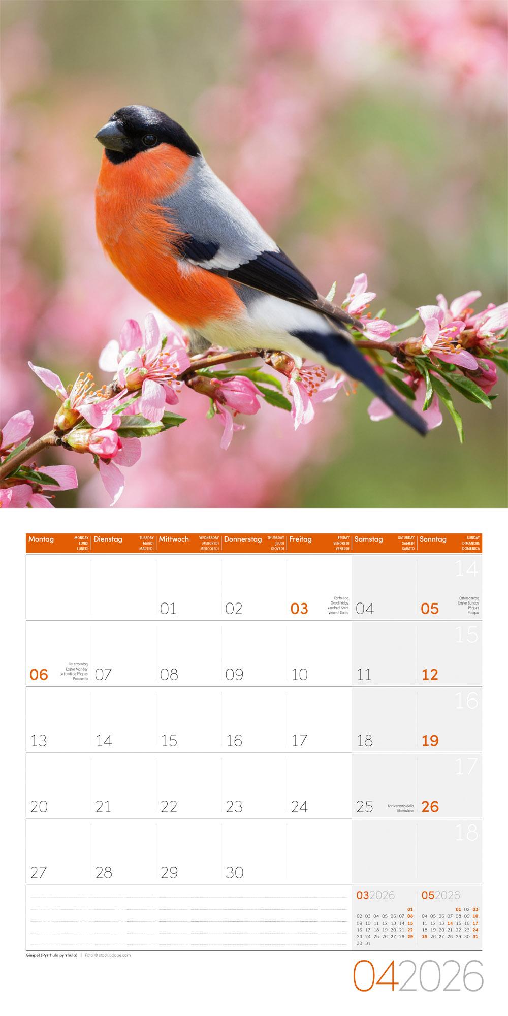 Beispielinhalt (Bild) Heimische Wildtiere Broschürenkalender 2026 - 30x30 - Art12