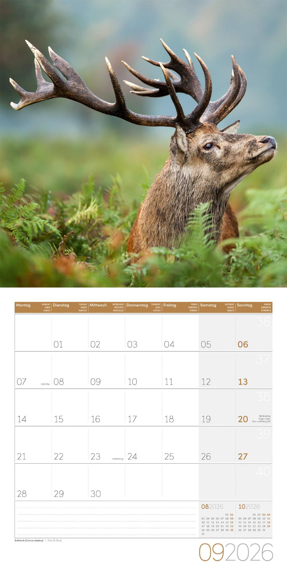 Beispielinhalt (Bild) Heimische Wildtiere Broschürenkalender 2026 - 30x30 - Art12