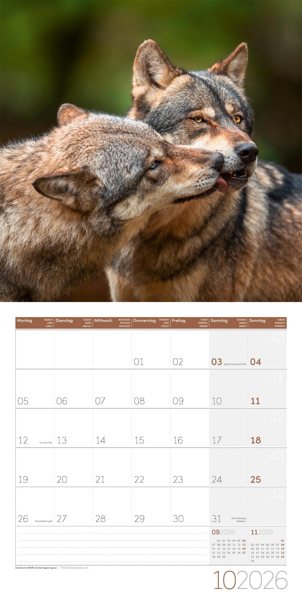 Beispielinhalt (Bild) Heimische Wildtiere Broschürenkalender 2026 - 30x30 - Art12