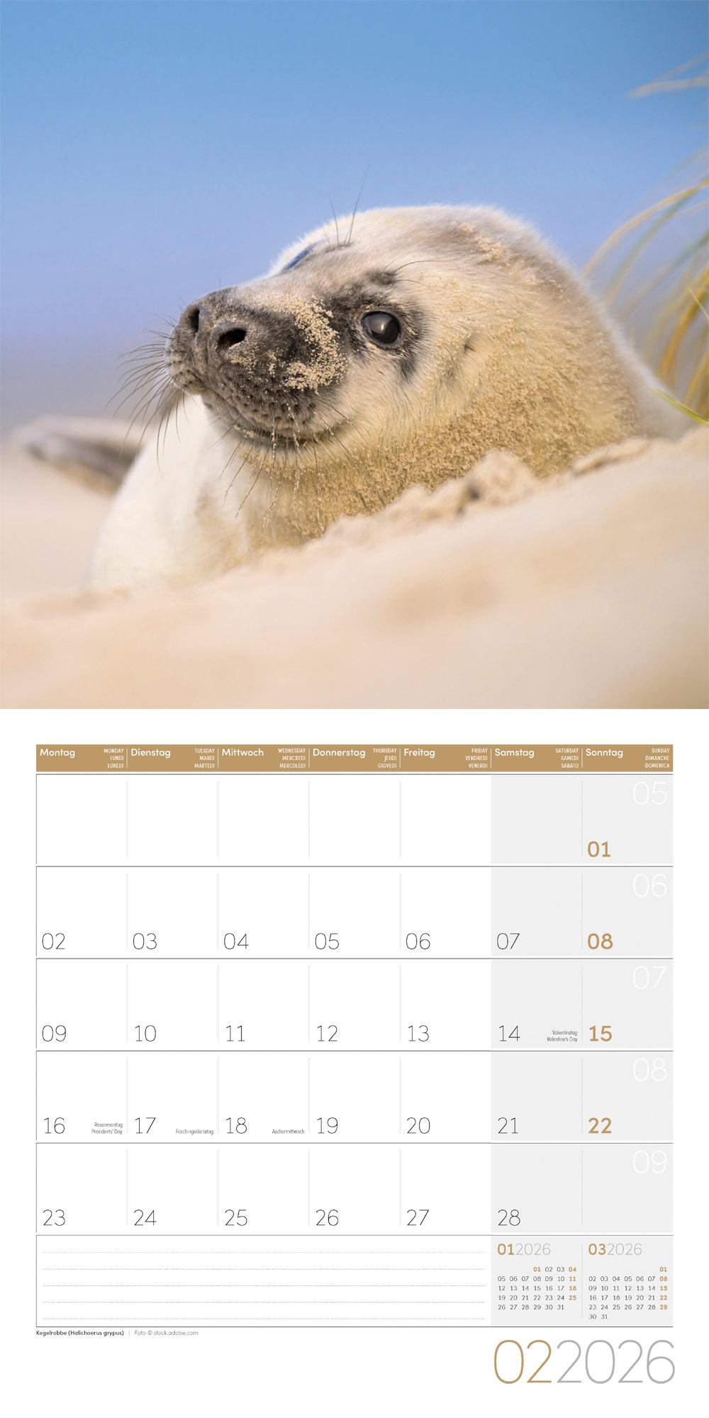 Beispielinhalt (Bild) Heimische Wildtiere Broschürenkalender 2026 - 30x30 - Art12