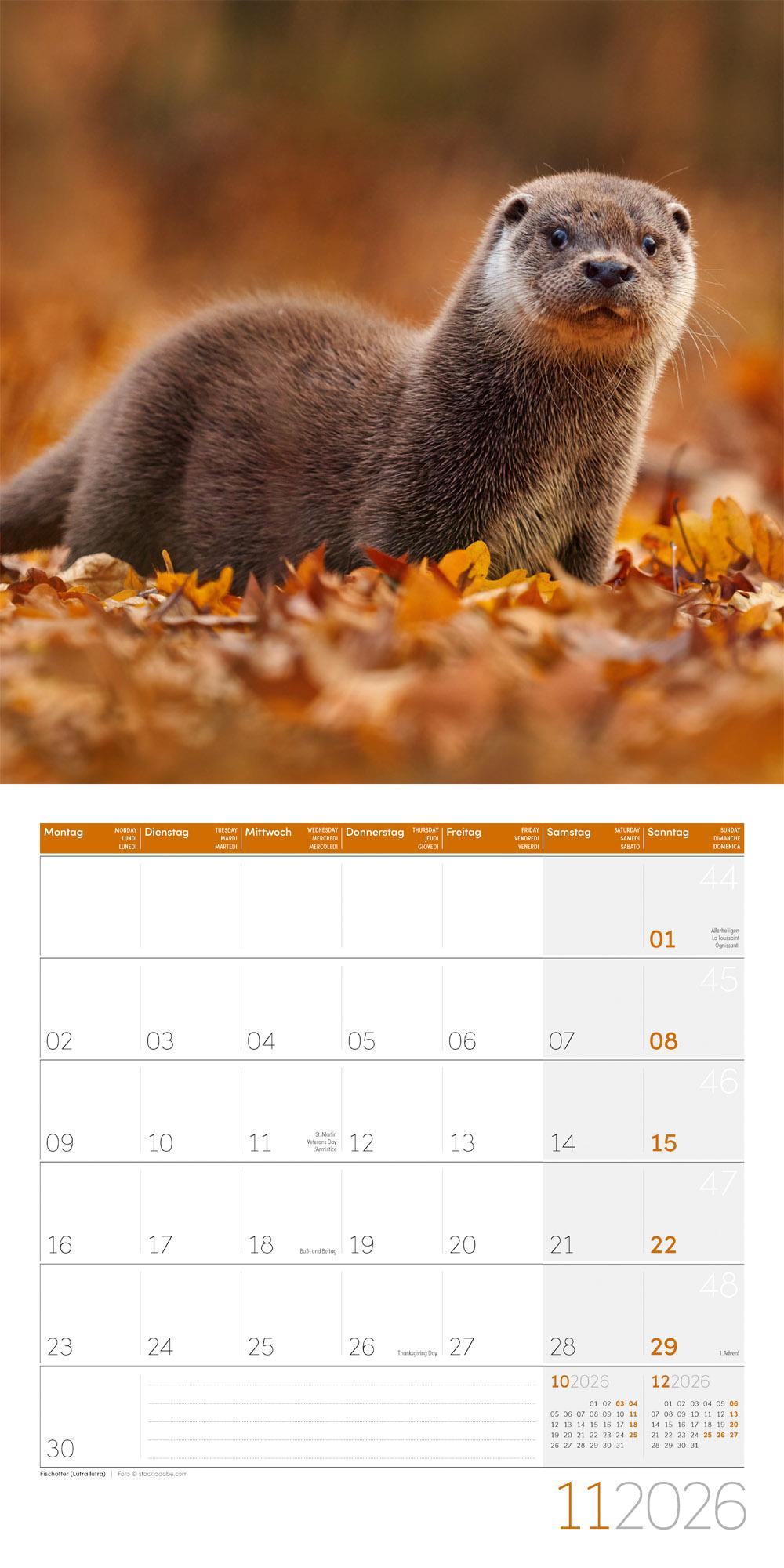 Beispielinhalt (Bild) Heimische Wildtiere Broschürenkalender 2026 - 30x30 - Art12
