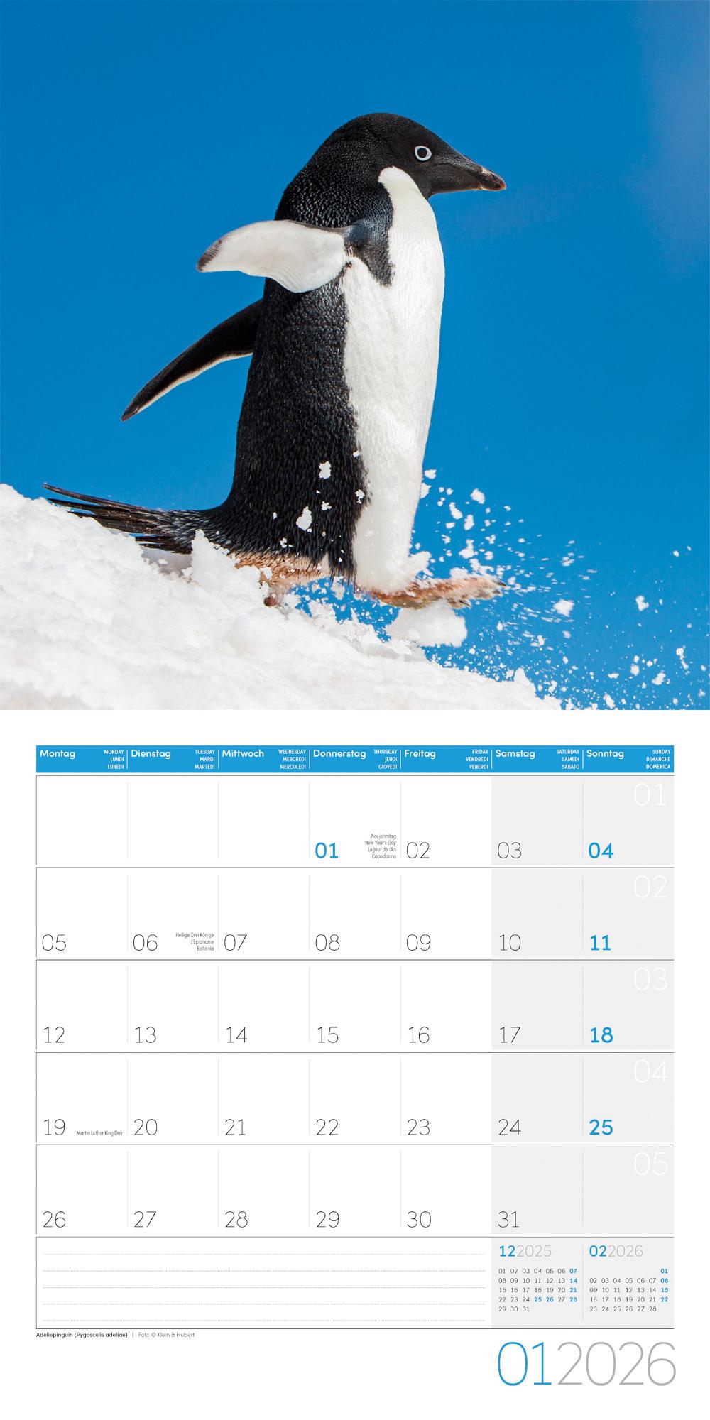 Beispielinhalt (Bild) Pinguine Broschürenkalender 2026 - 30x30 - Art12