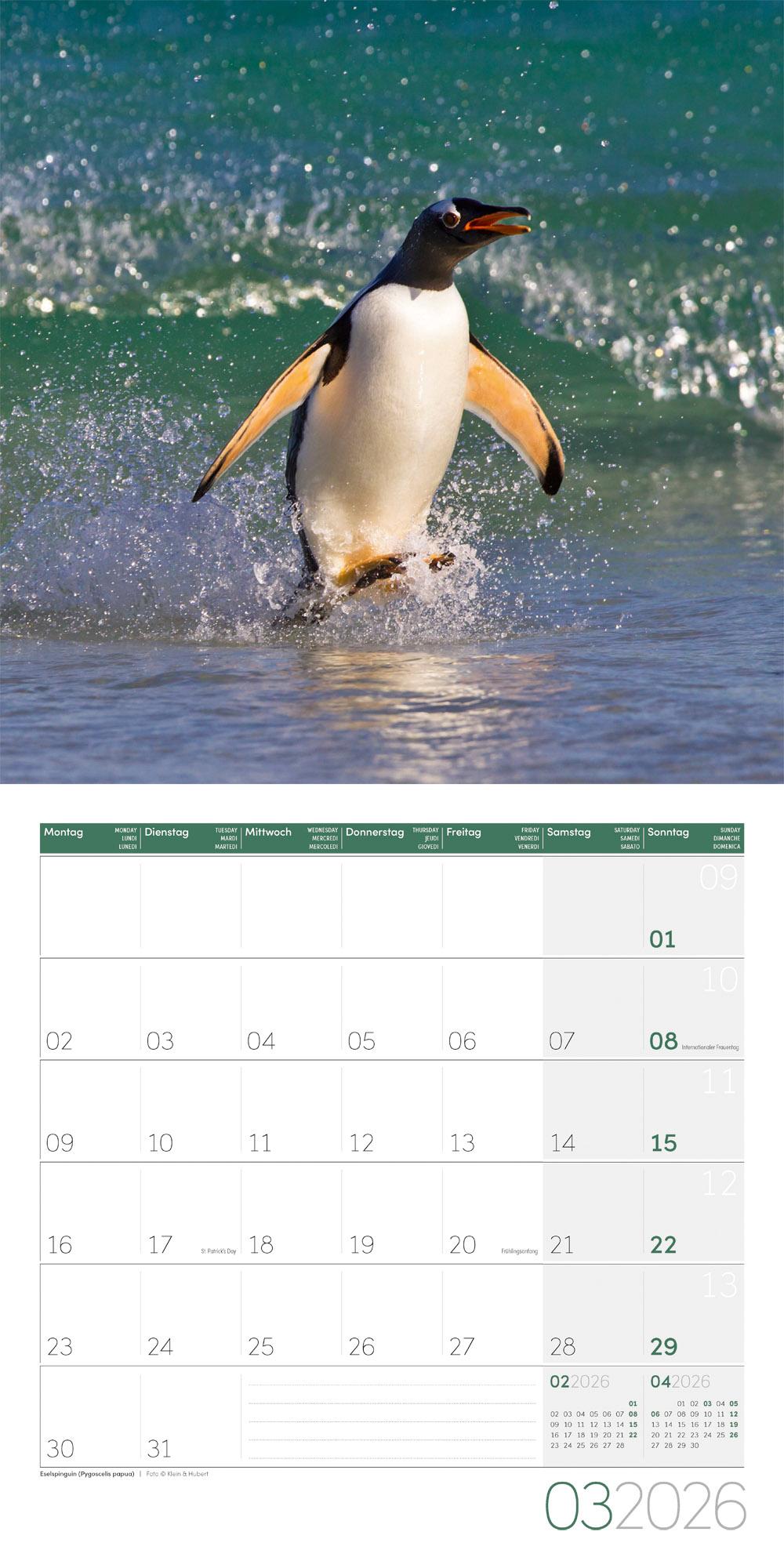 Beispielinhalt (Bild) Pinguine Broschürenkalender 2026 - 30x30 - Art12