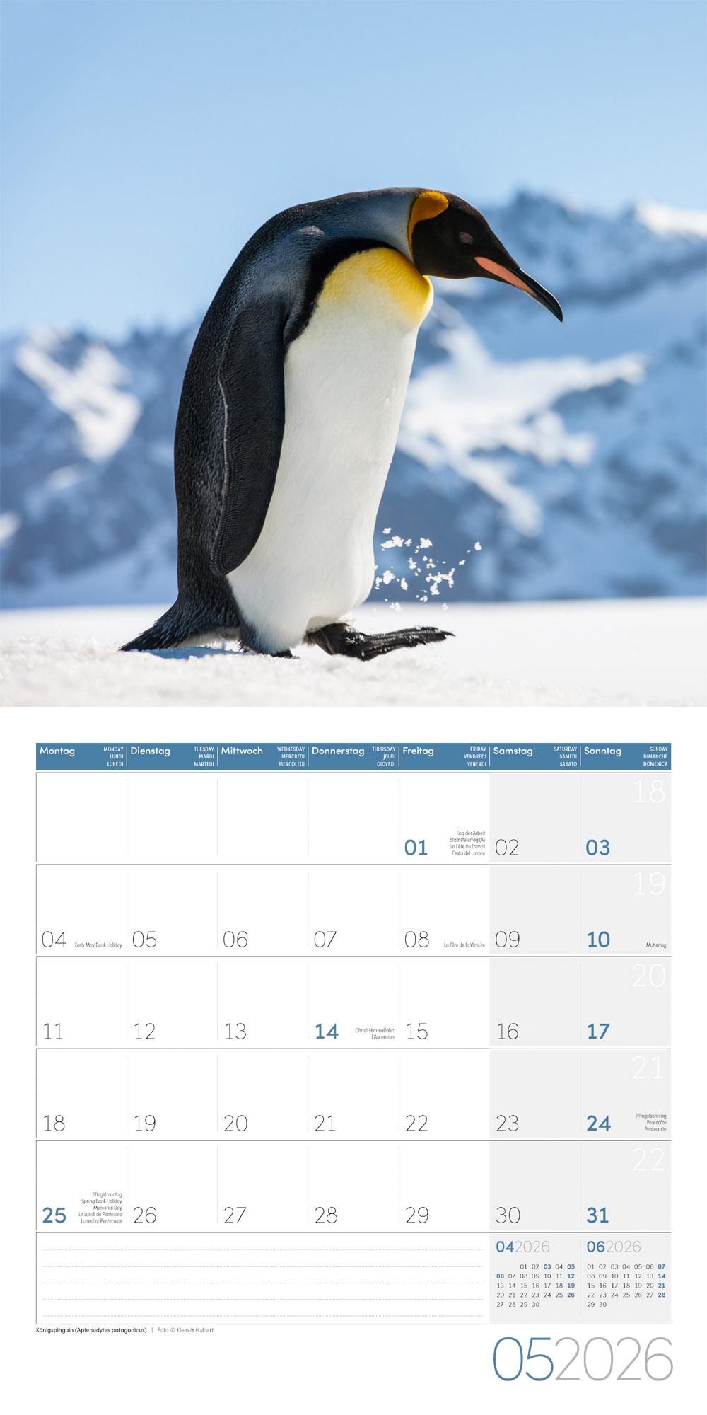 Beispielinhalt (Bild) Pinguine Broschürenkalender 2026 - 30x30 - Art12