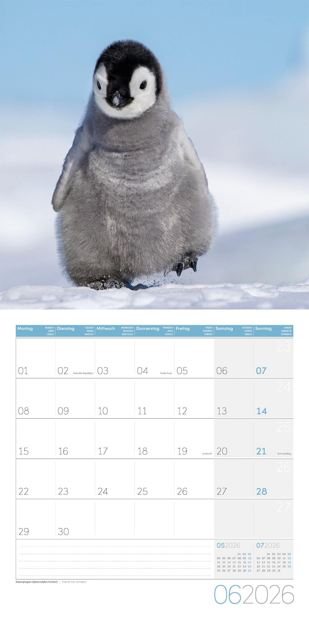 Beispielinhalt (Bild) Pinguine Broschürenkalender 2026 - 30x30 - Art12