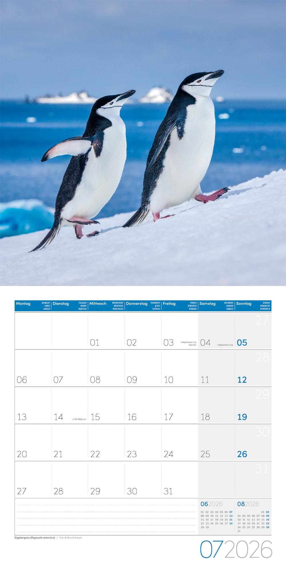 Beispielinhalt (Bild) Pinguine Broschürenkalender 2026 - 30x30 - Art12