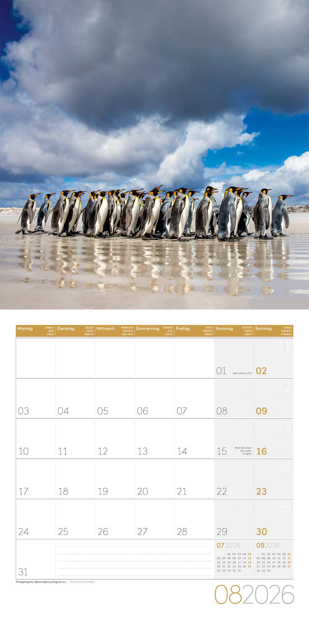 Beispielinhalt (Bild) Pinguine Broschürenkalender 2026 - 30x30 - Art12