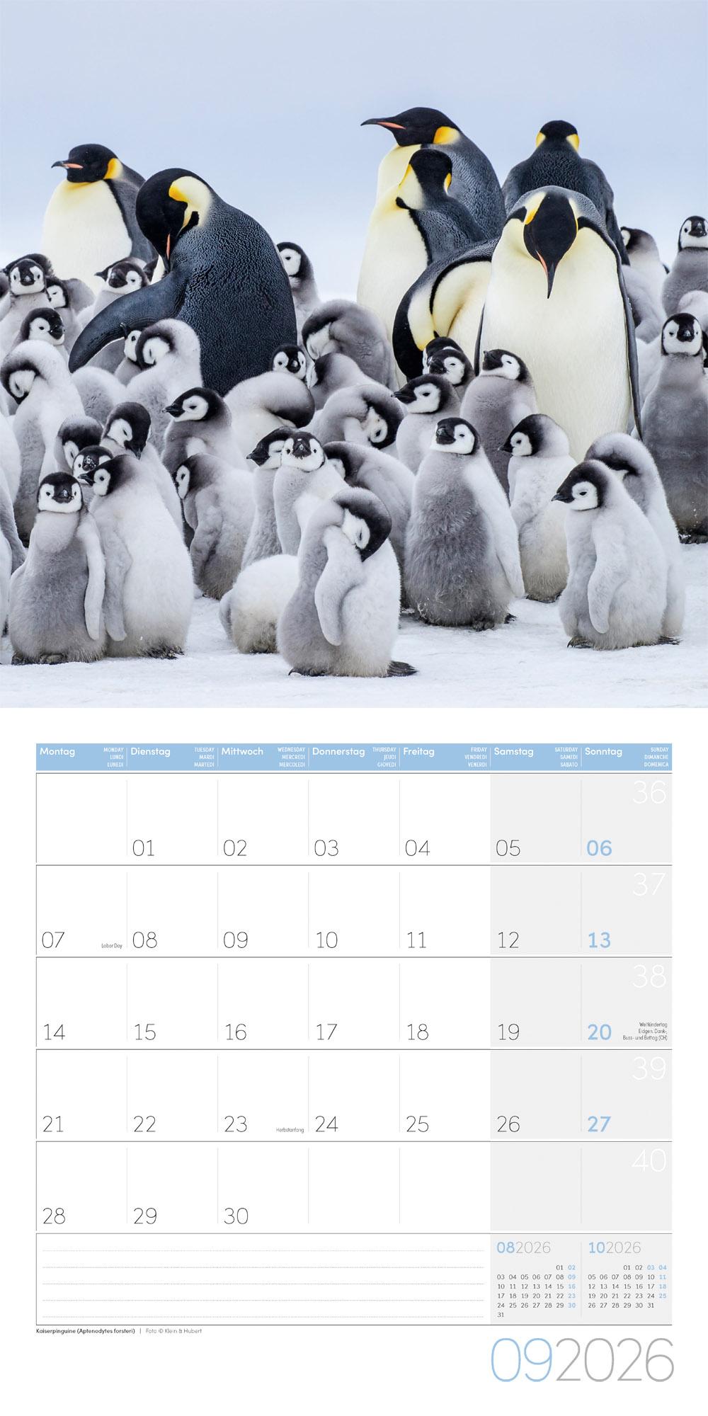 Beispielinhalt (Bild) Pinguine Broschürenkalender 2026 - 30x30 - Art12