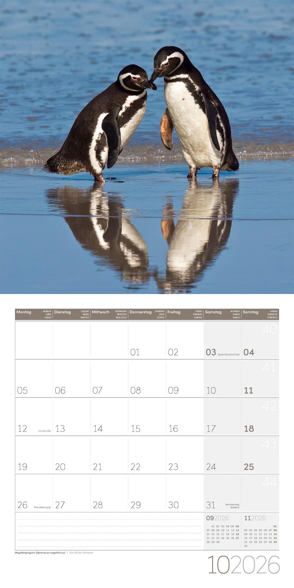 Beispielinhalt (Bild) Pinguine Broschürenkalender 2026 - 30x30 - Art12