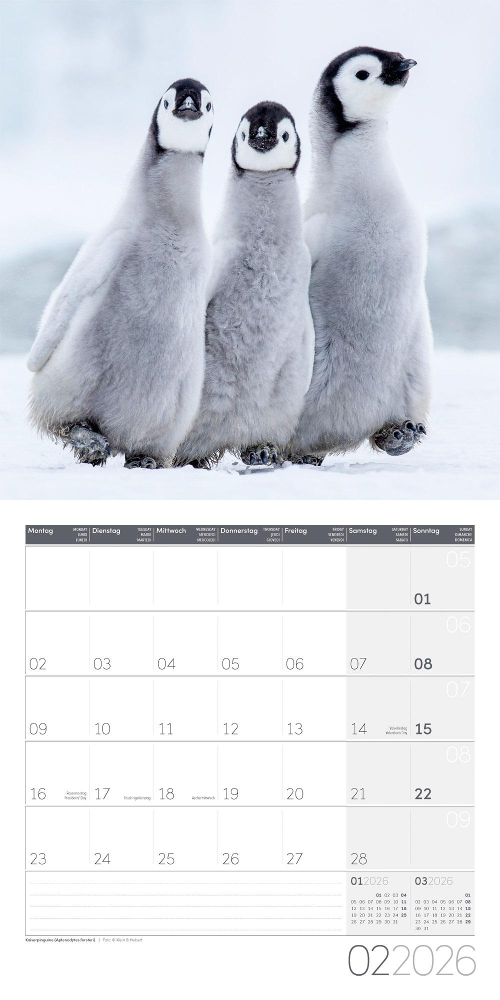 Beispielinhalt (Bild) Pinguine Broschürenkalender 2026 - 30x30 - Art12