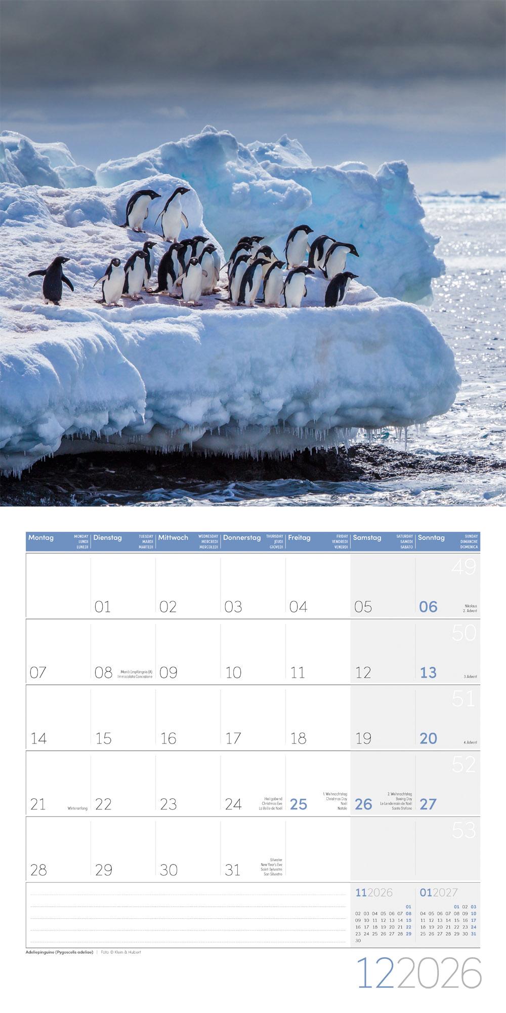 Beispielinhalt (Bild) Pinguine Broschürenkalender 2026 - 30x30 - Art12