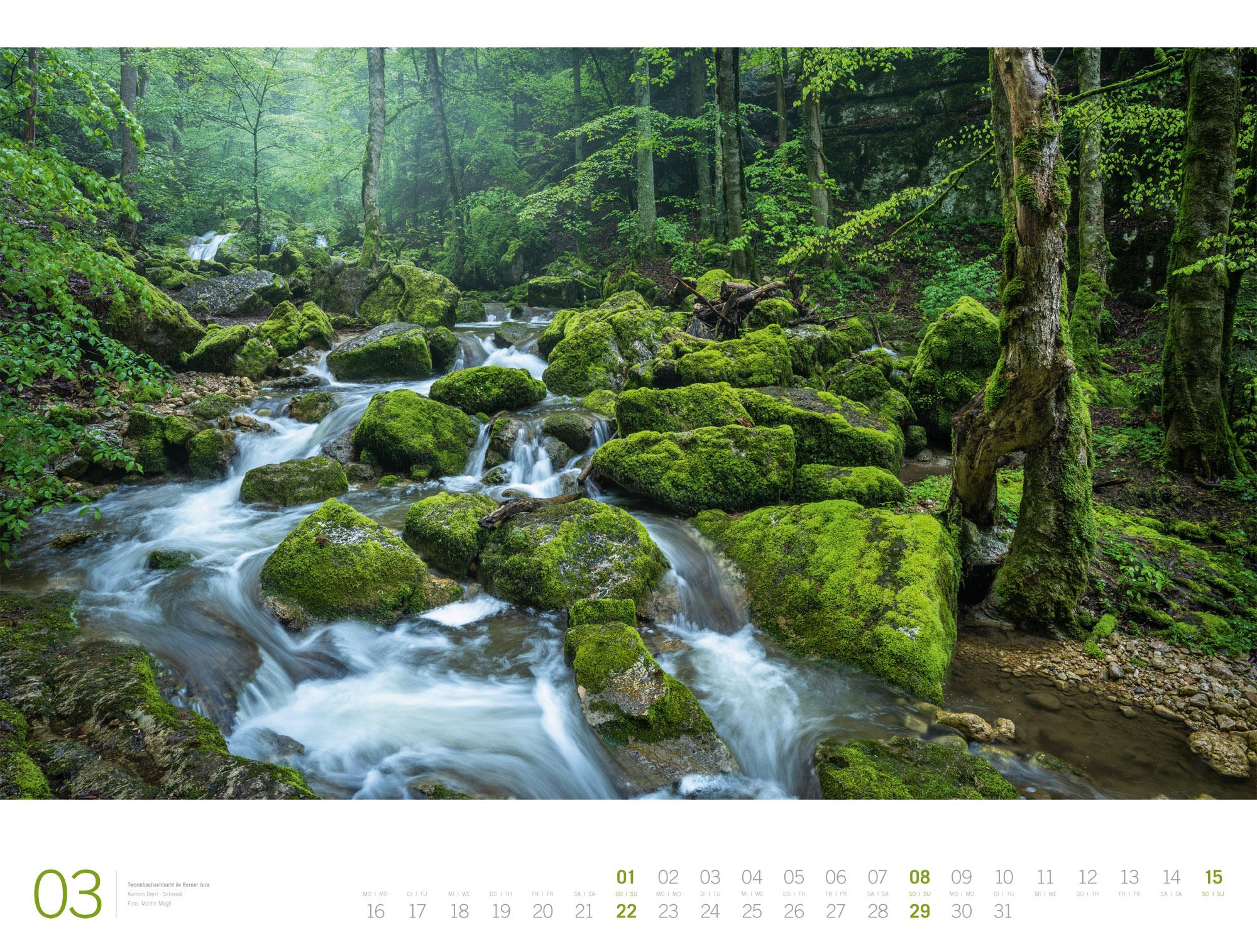 Beispielinhalt (Bild) Wald Gallery Kalender 2026