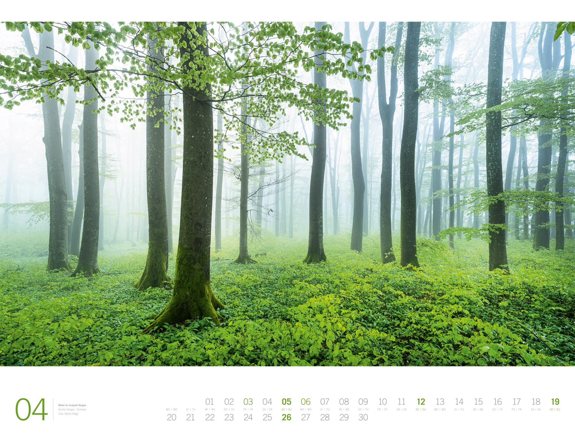 Beispielinhalt (Bild) Wald Gallery Kalender 2026