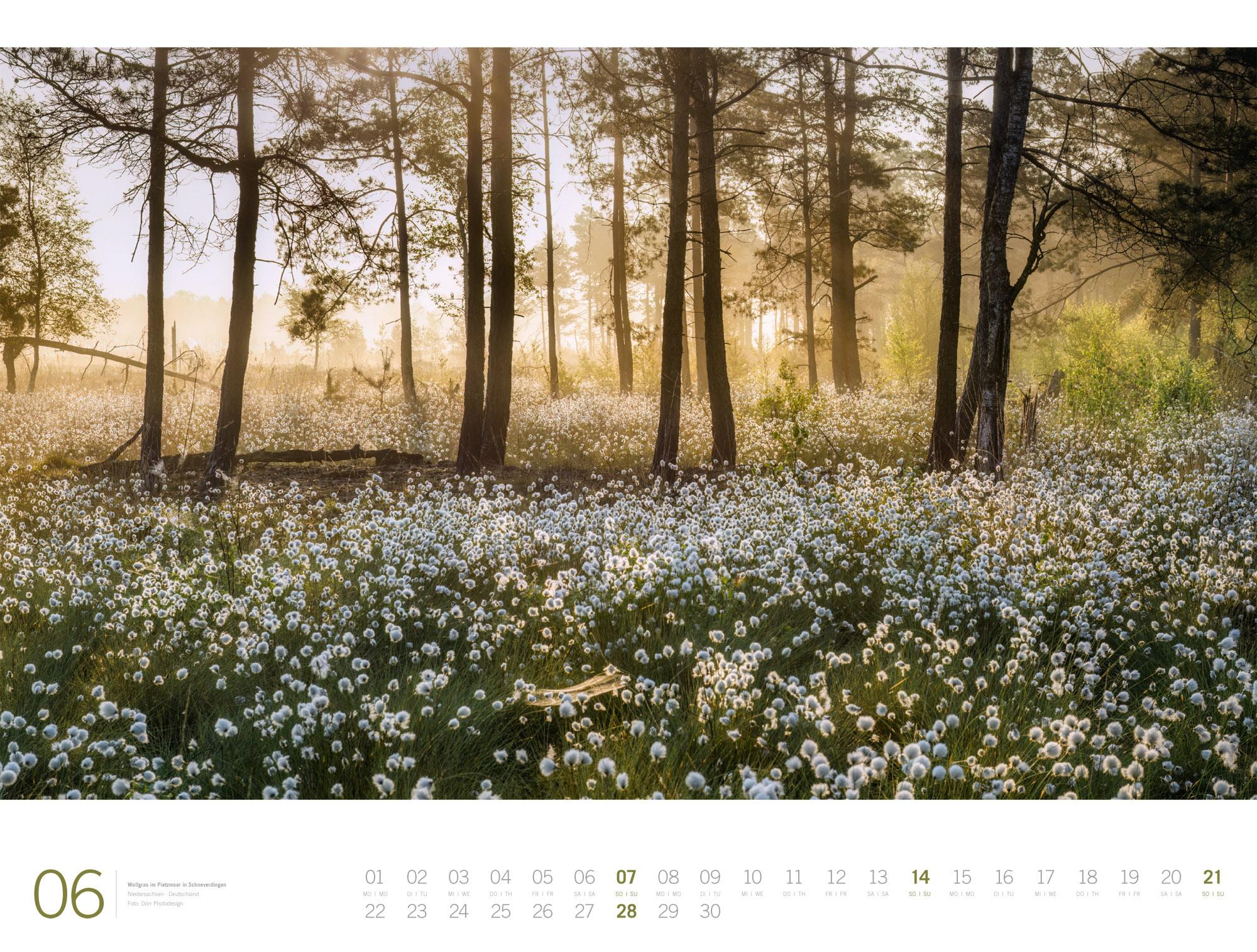 Beispielinhalt (Bild) Wald Gallery Kalender 2026