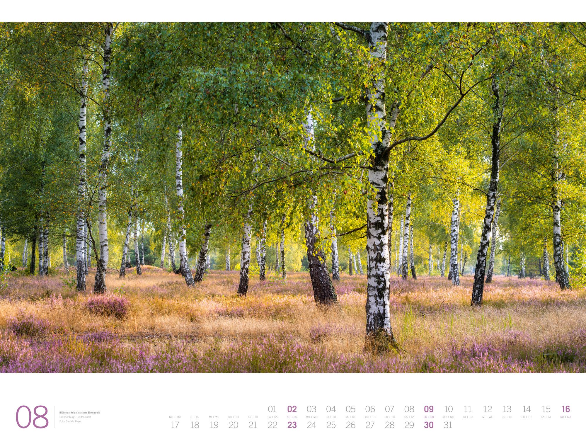 Beispielinhalt (Bild) Wald Gallery Kalender 2026