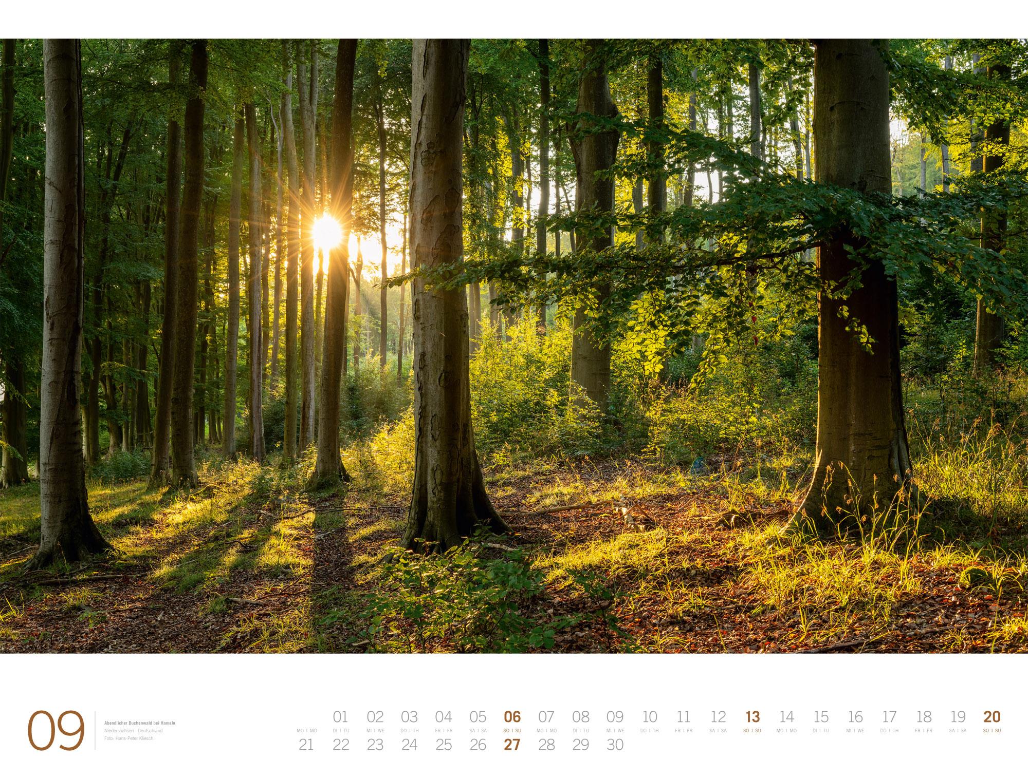 Beispielinhalt (Bild) Wald Gallery Kalender 2026