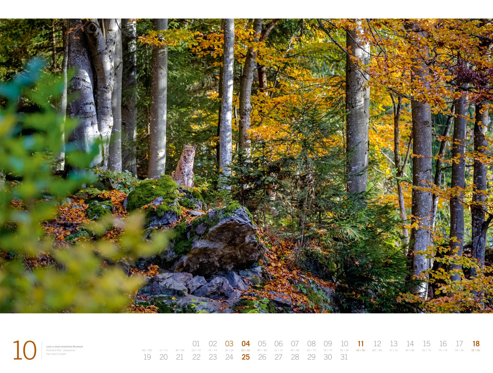 Beispielinhalt (Bild) Wald Gallery Kalender 2026