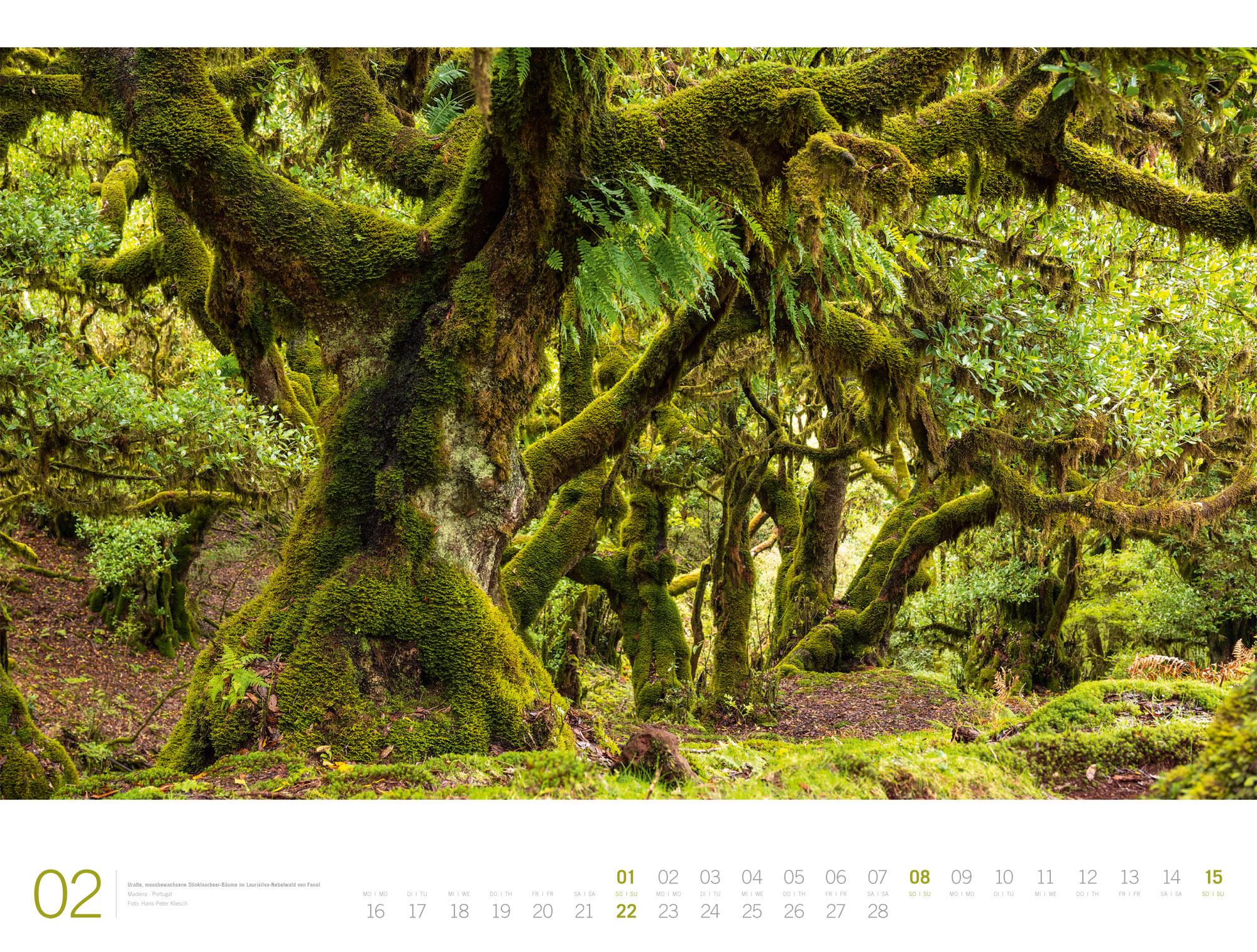 Beispielinhalt (Bild) Wald Gallery Kalender 2026