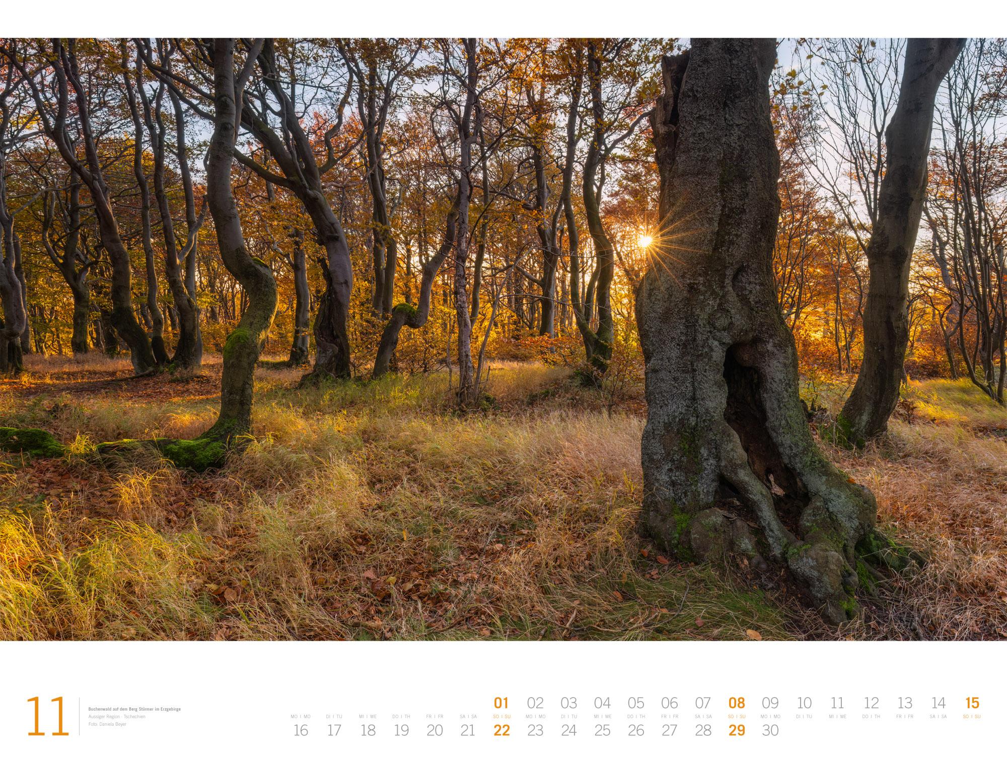 Beispielinhalt (Bild) Wald Gallery Kalender 2026