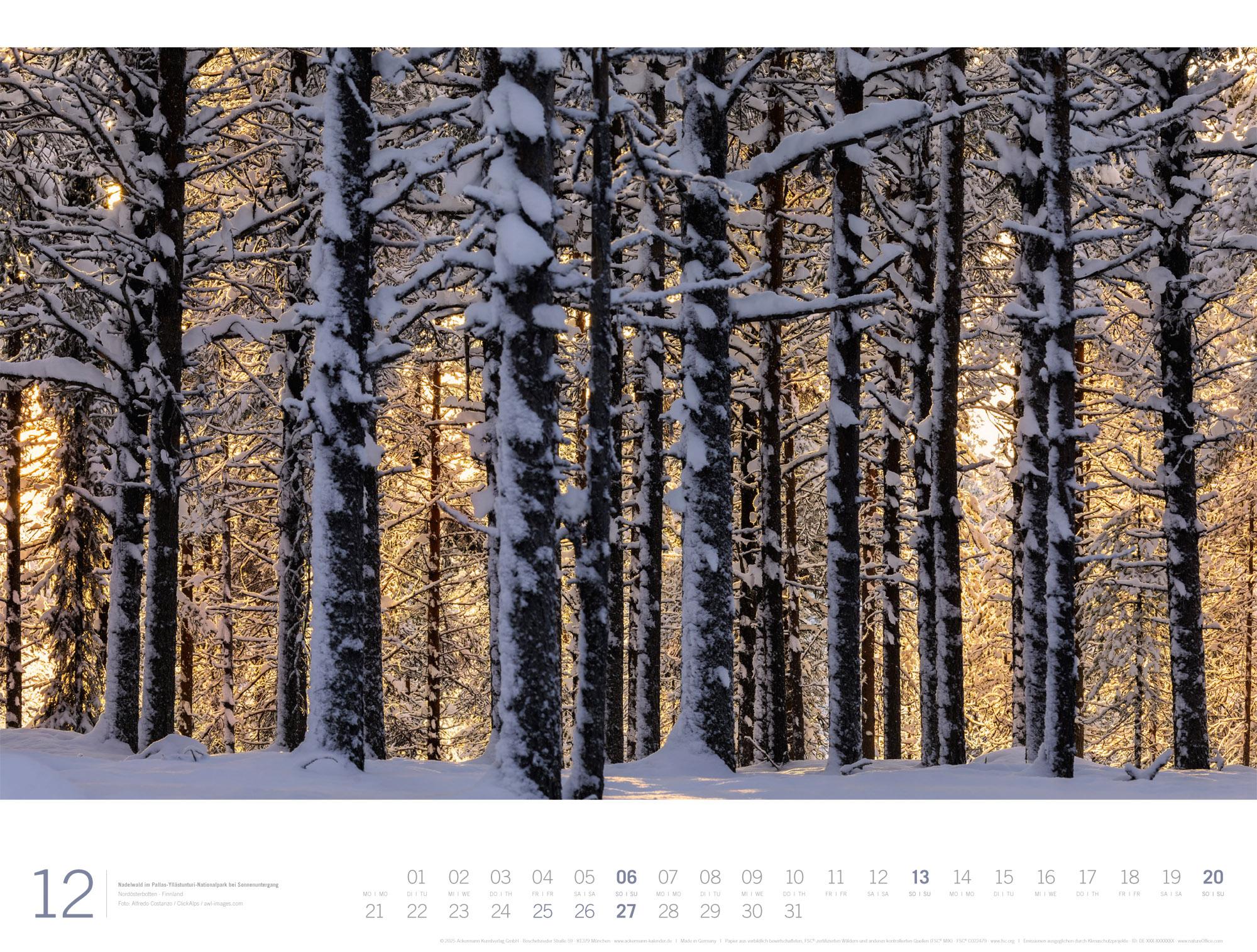 Beispielinhalt (Bild) Wald Gallery Kalender 2026