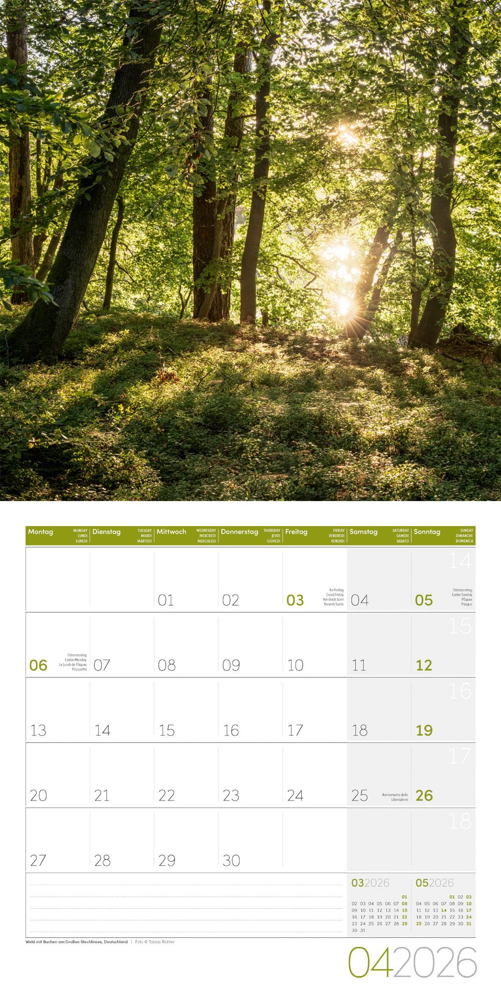 Beispielinhalt (Bild) Zauber des Waldes Broschürenkalender 2026 - 30x30 - Art12