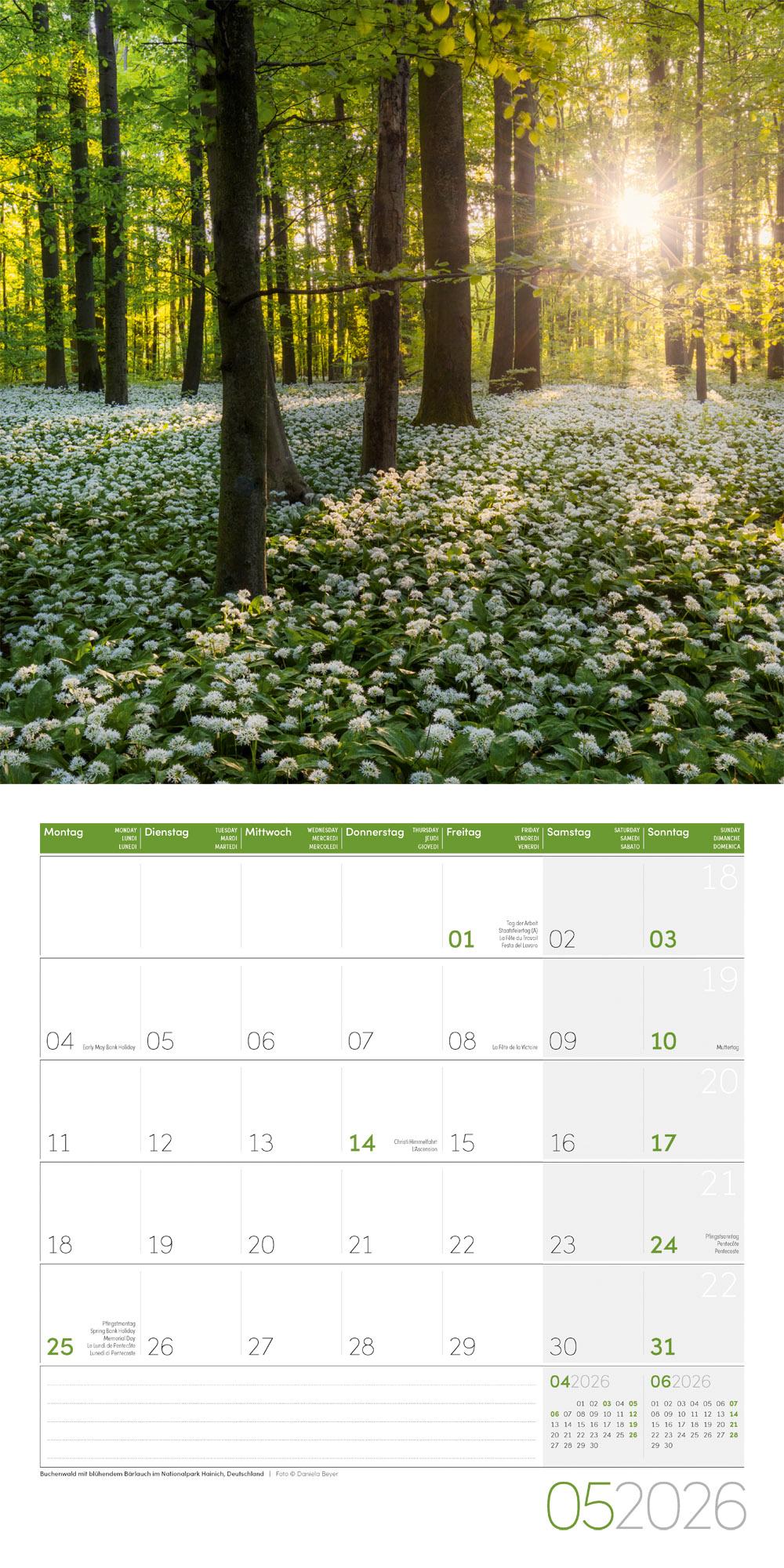 Beispielinhalt (Bild) Zauber des Waldes Broschürenkalender 2026 - 30x30 - Art12