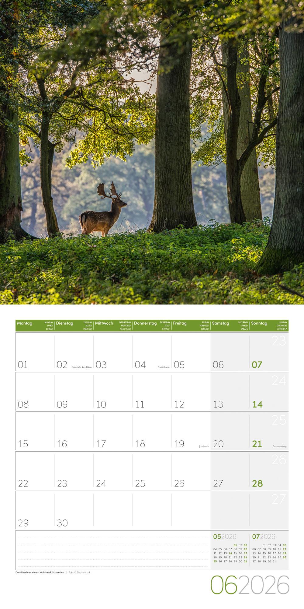 Beispielinhalt (Bild) Zauber des Waldes Broschürenkalender 2026 - 30x30 - Art12