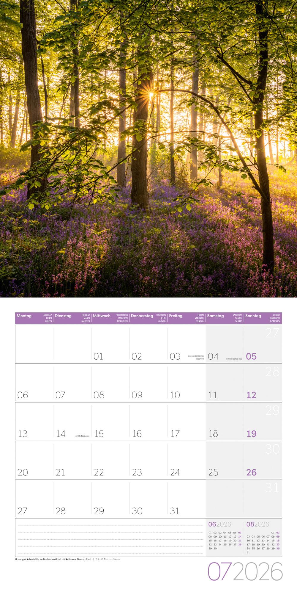 Beispielinhalt (Bild) Zauber des Waldes Broschürenkalender 2026 - 30x30 - Art12