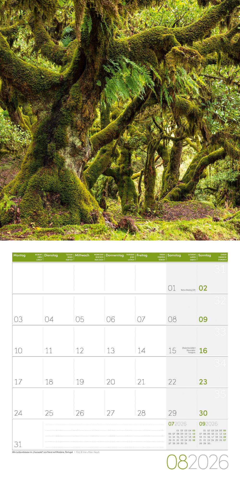 Beispielinhalt (Bild) Zauber des Waldes Broschürenkalender 2026 - 30x30 - Art12