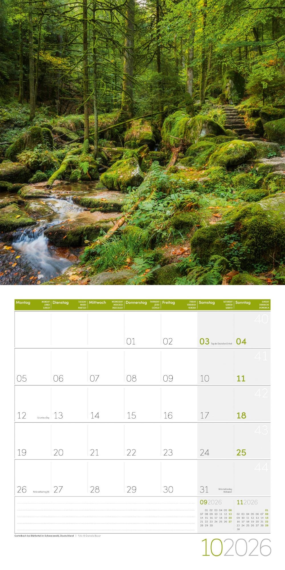 Beispielinhalt (Bild) Zauber des Waldes Broschürenkalender 2026 - 30x30 - Art12