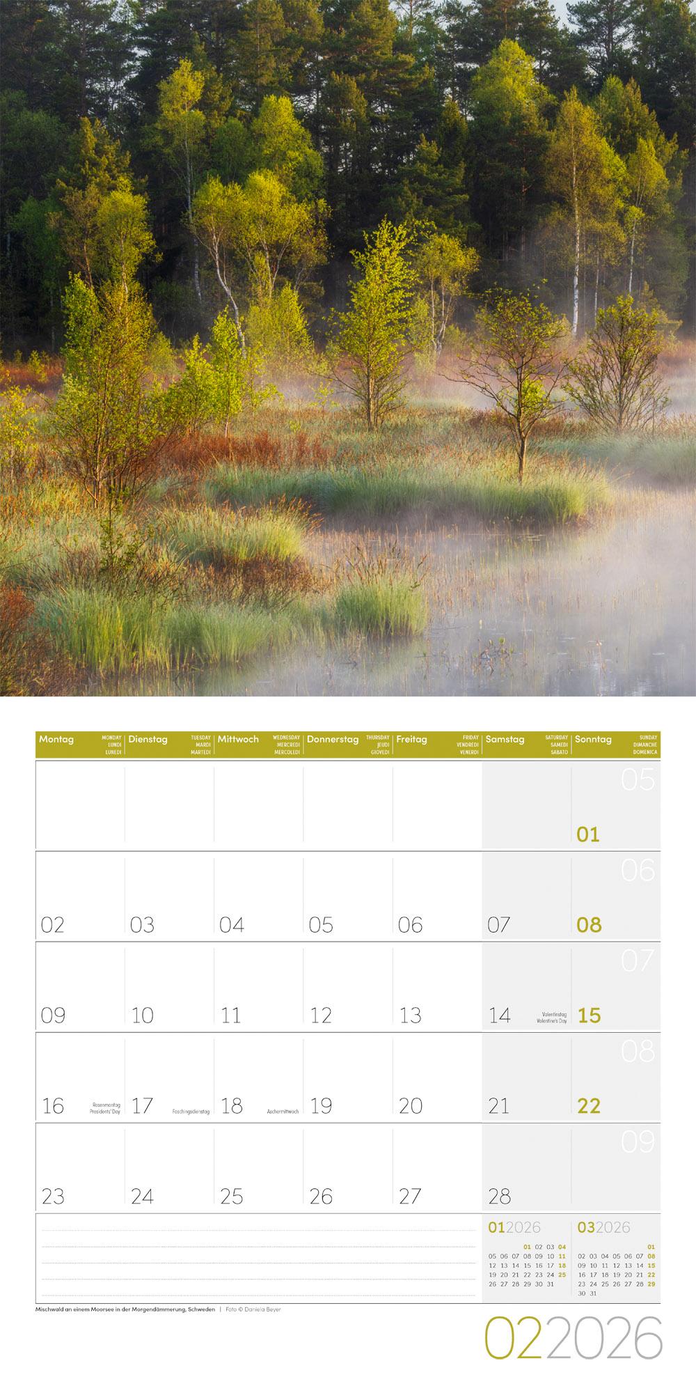 Beispielinhalt (Bild) Zauber des Waldes Broschürenkalender 2026 - 30x30 - Art12
