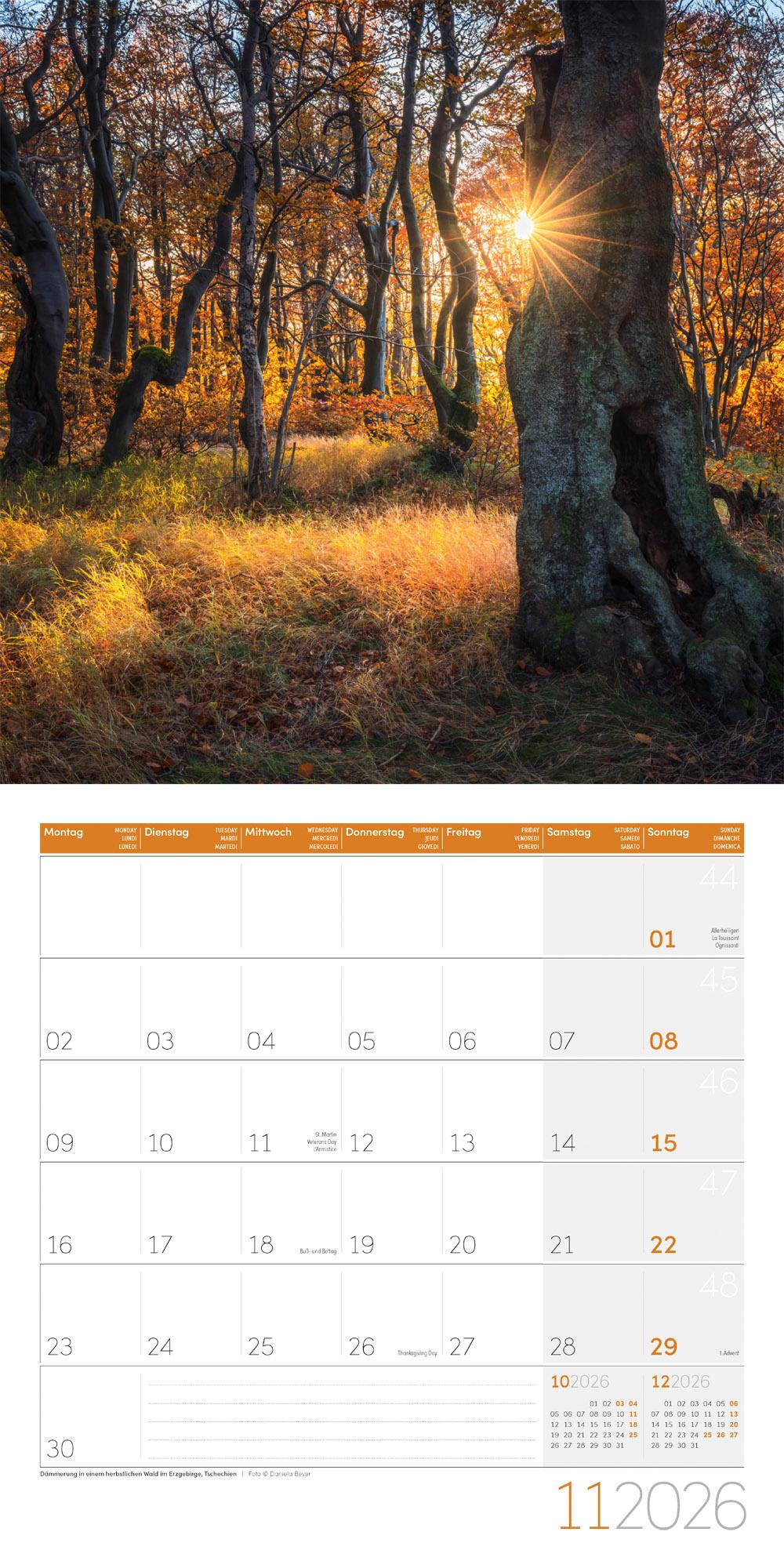 Beispielinhalt (Bild) Zauber des Waldes Broschürenkalender 2026 - 30x30 - Art12