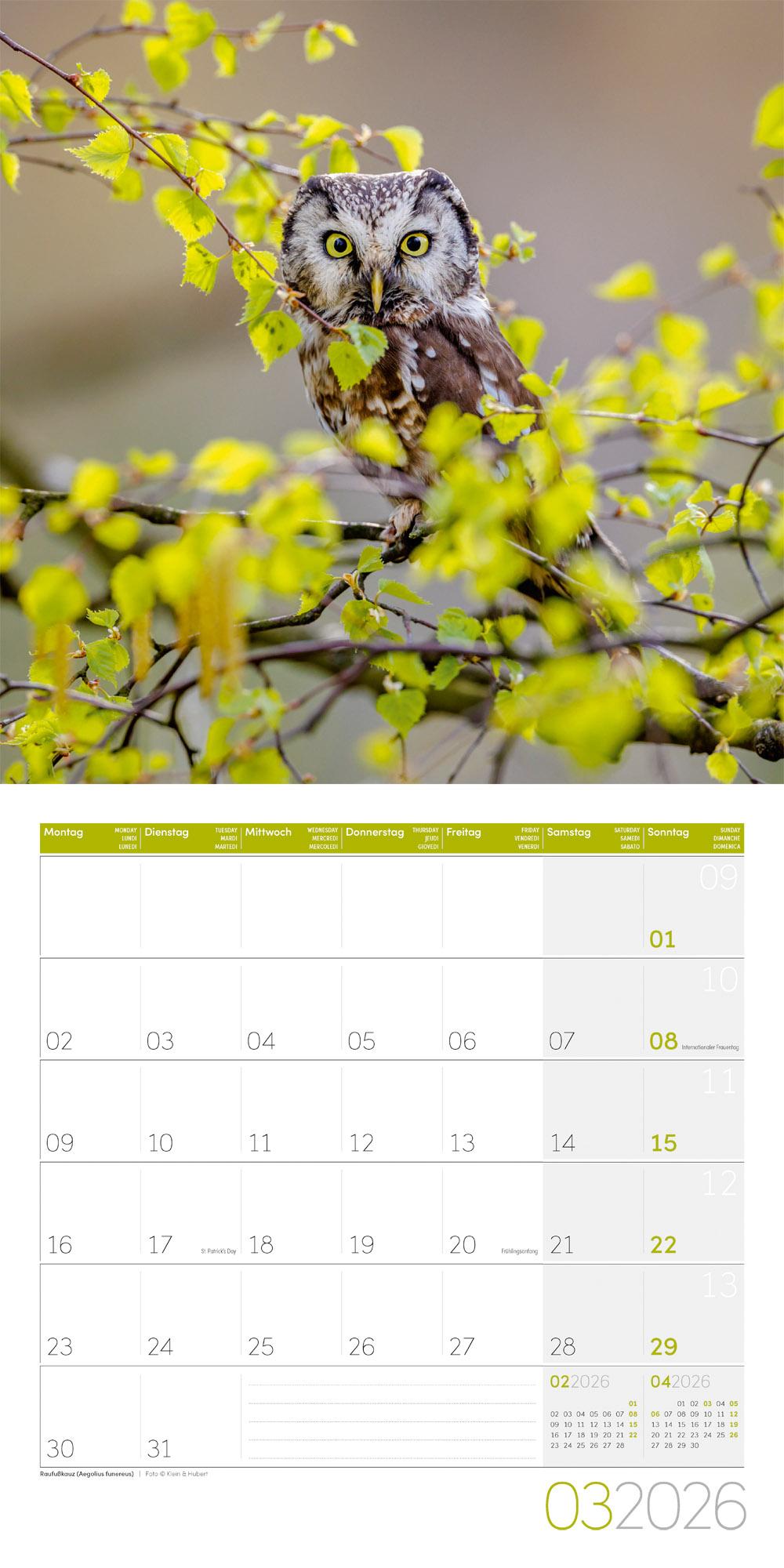 Beispielinhalt (Bild) Eulen Broschürenkalender 2026 - 30x30 - Art12
