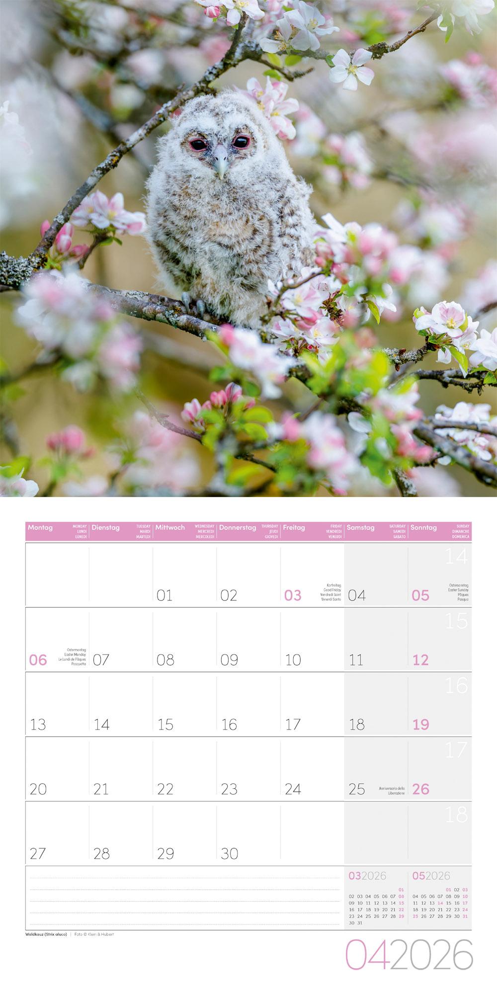 Beispielinhalt (Bild) Eulen Broschürenkalender 2026 - 30x30 - Art12