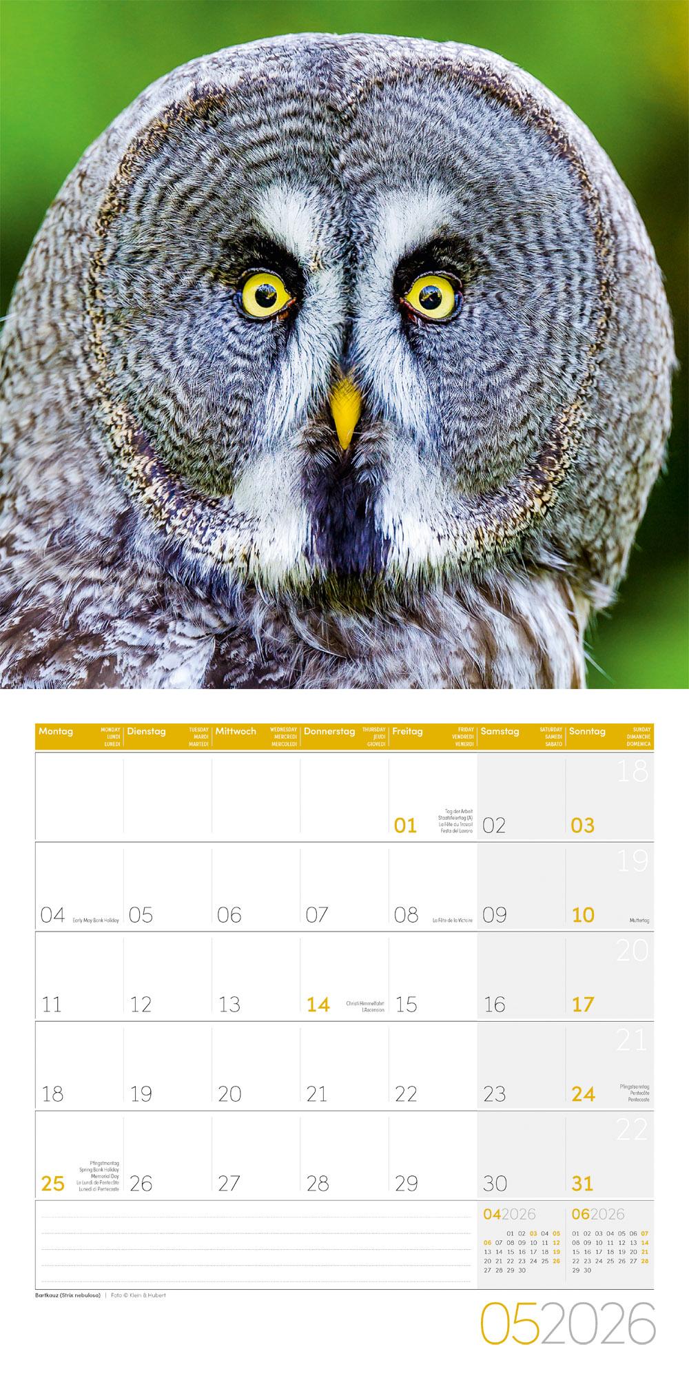 Beispielinhalt (Bild) Eulen Broschürenkalender 2026 - 30x30 - Art12