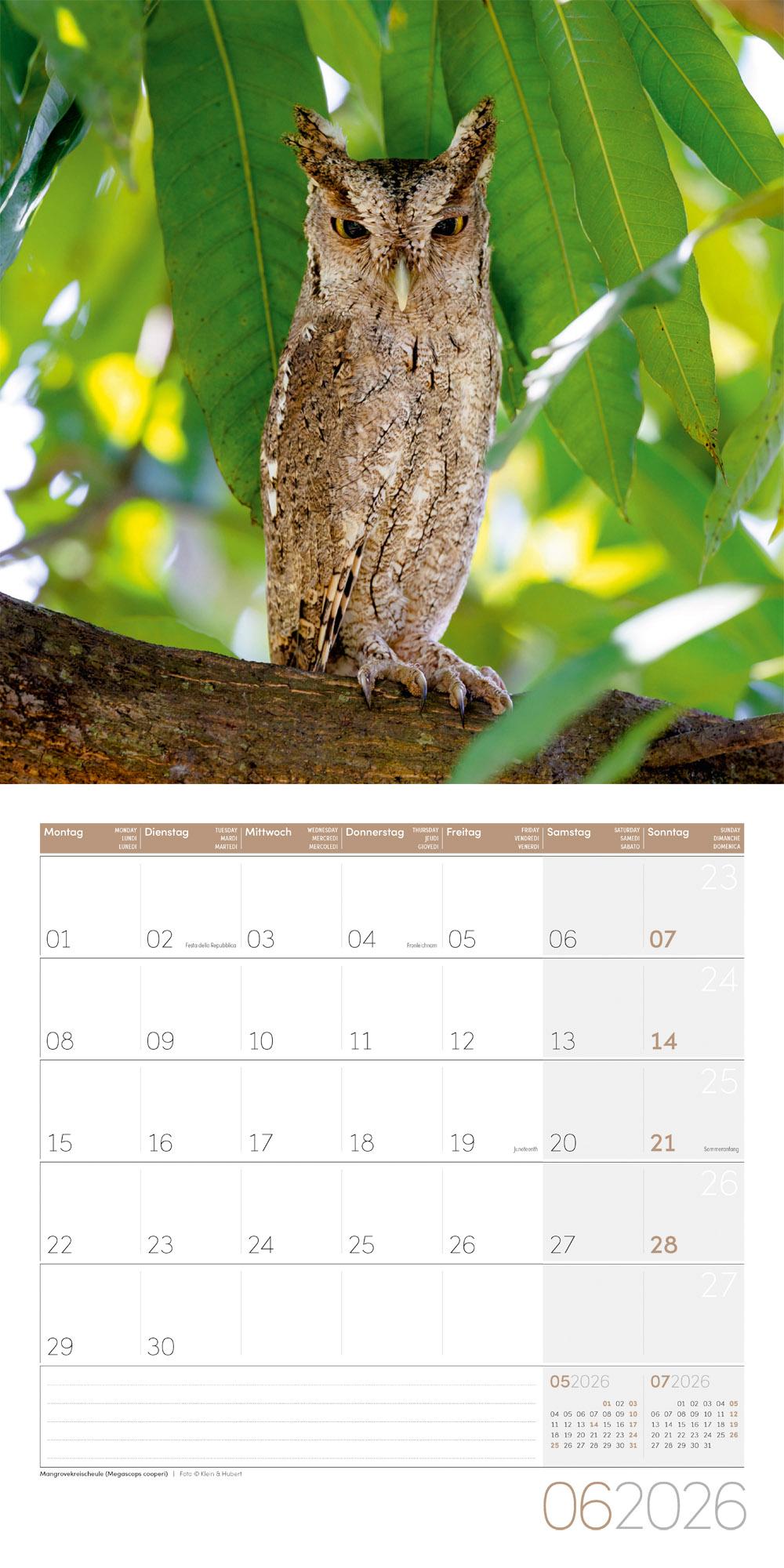 Beispielinhalt (Bild) Eulen Broschürenkalender 2026 - 30x30 - Art12