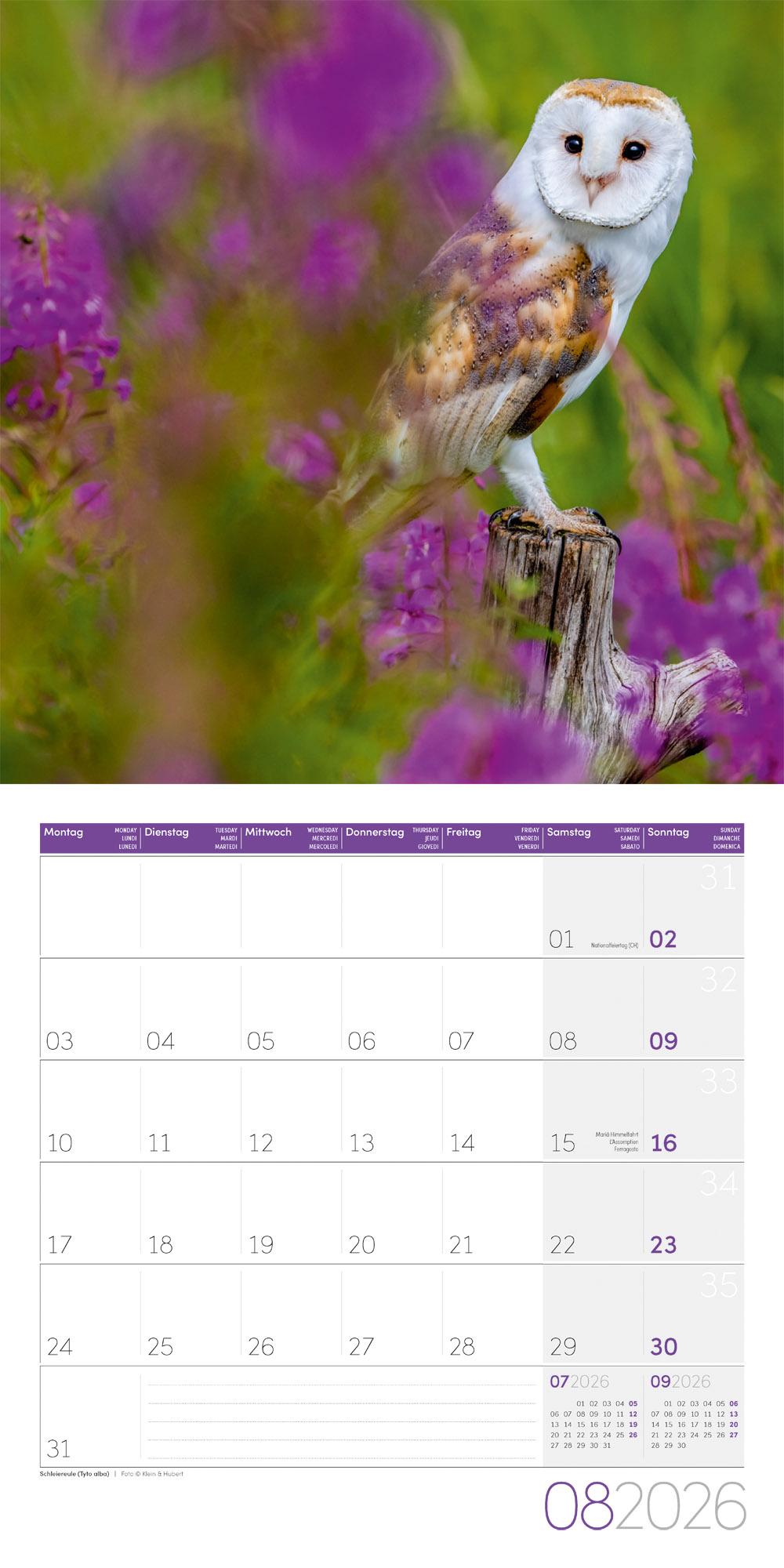 Beispielinhalt (Bild) Eulen Broschürenkalender 2026 - 30x30 - Art12